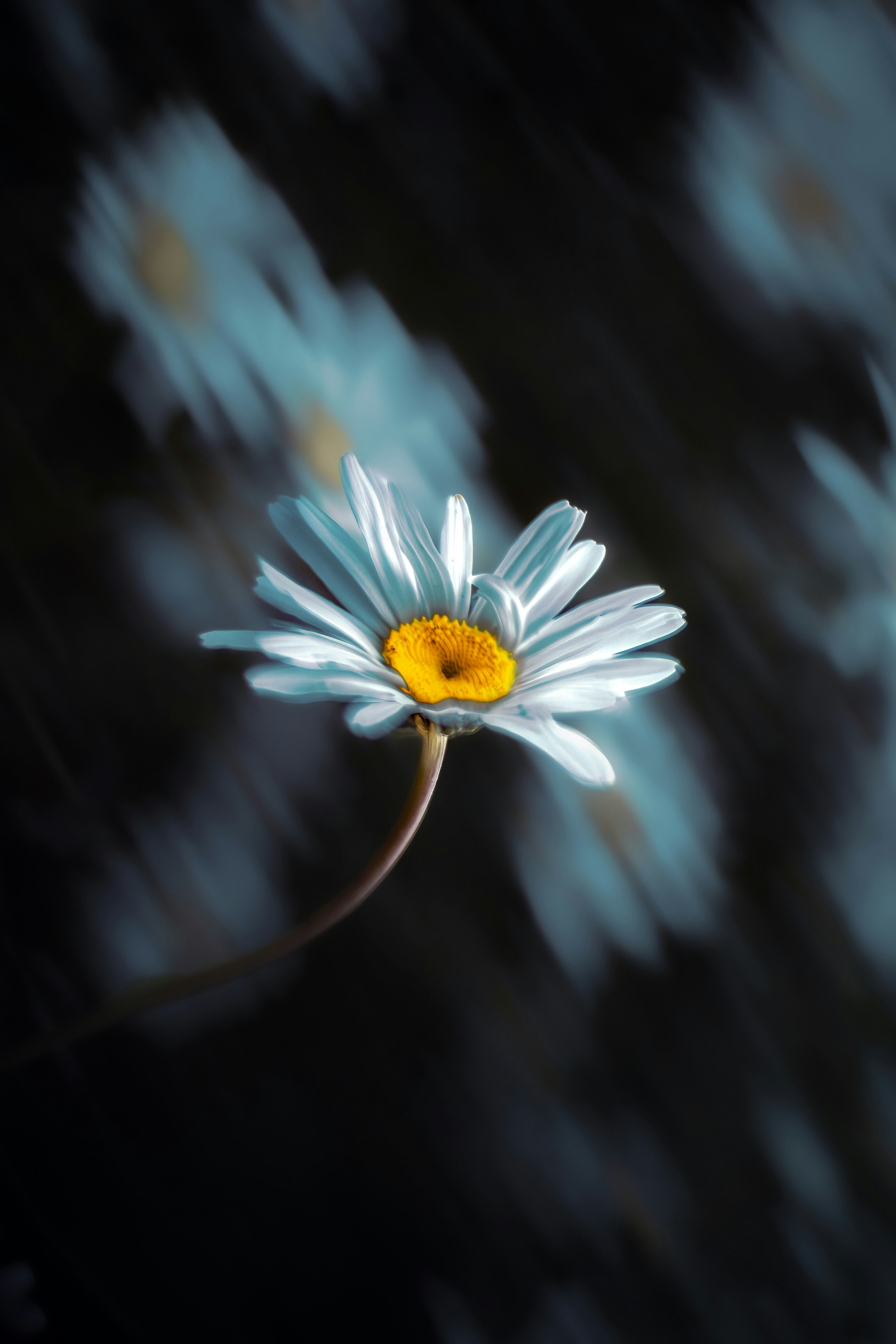 White daisy with yellow center in soft focus