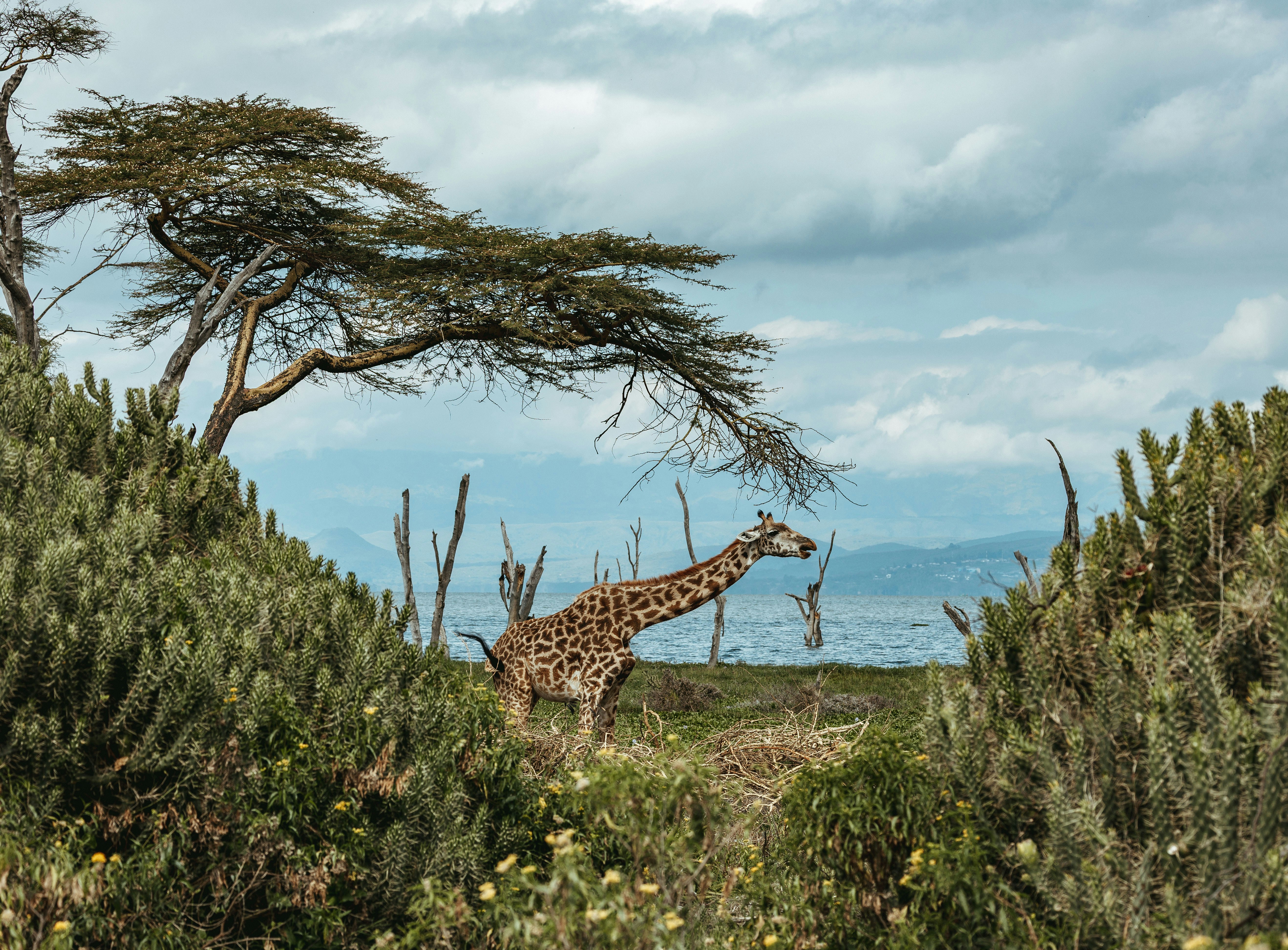 Giraffa tra cespugli verdi vicino all'acqua