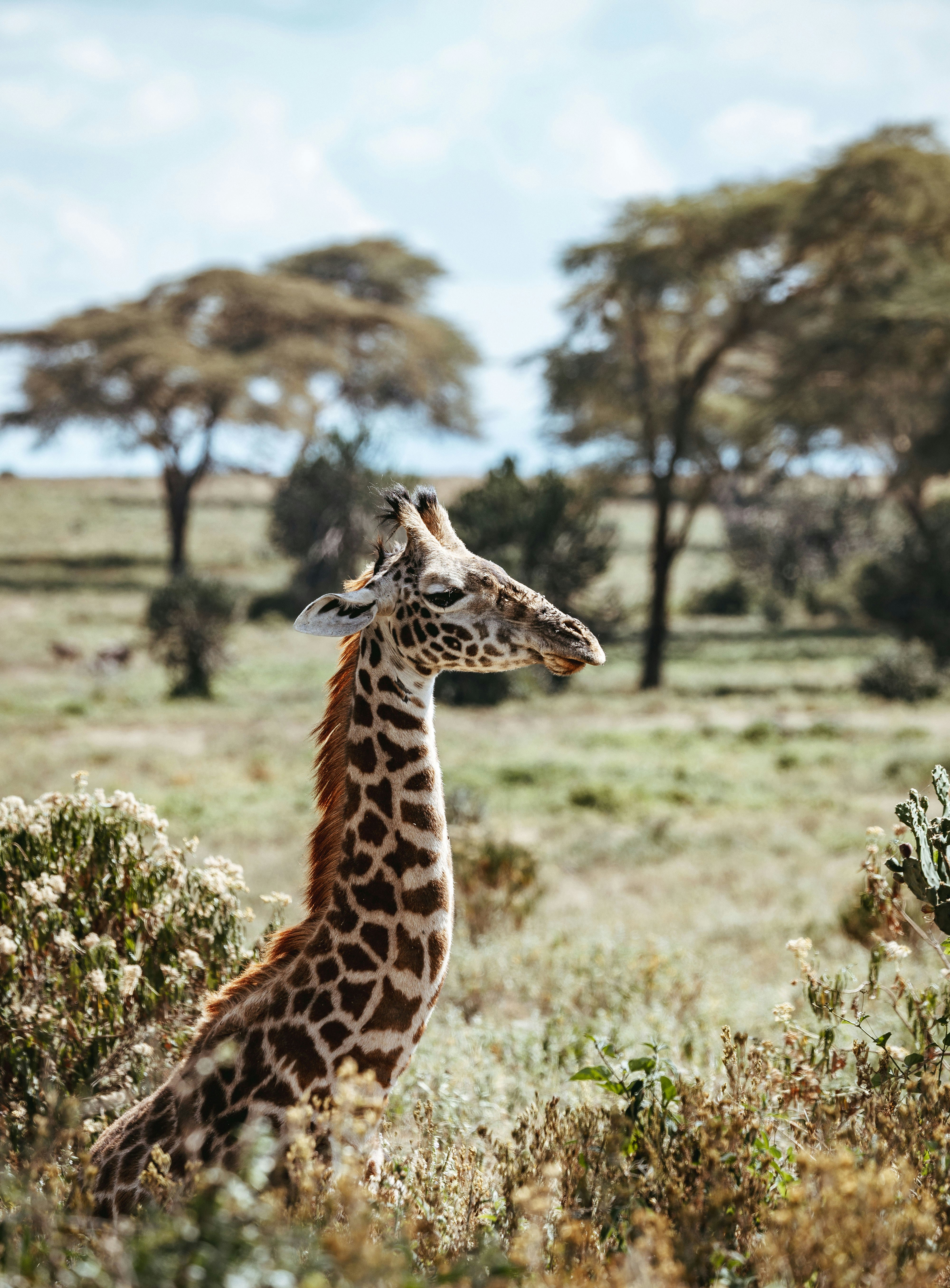 Giraffa in piedi in una savana con alberi
