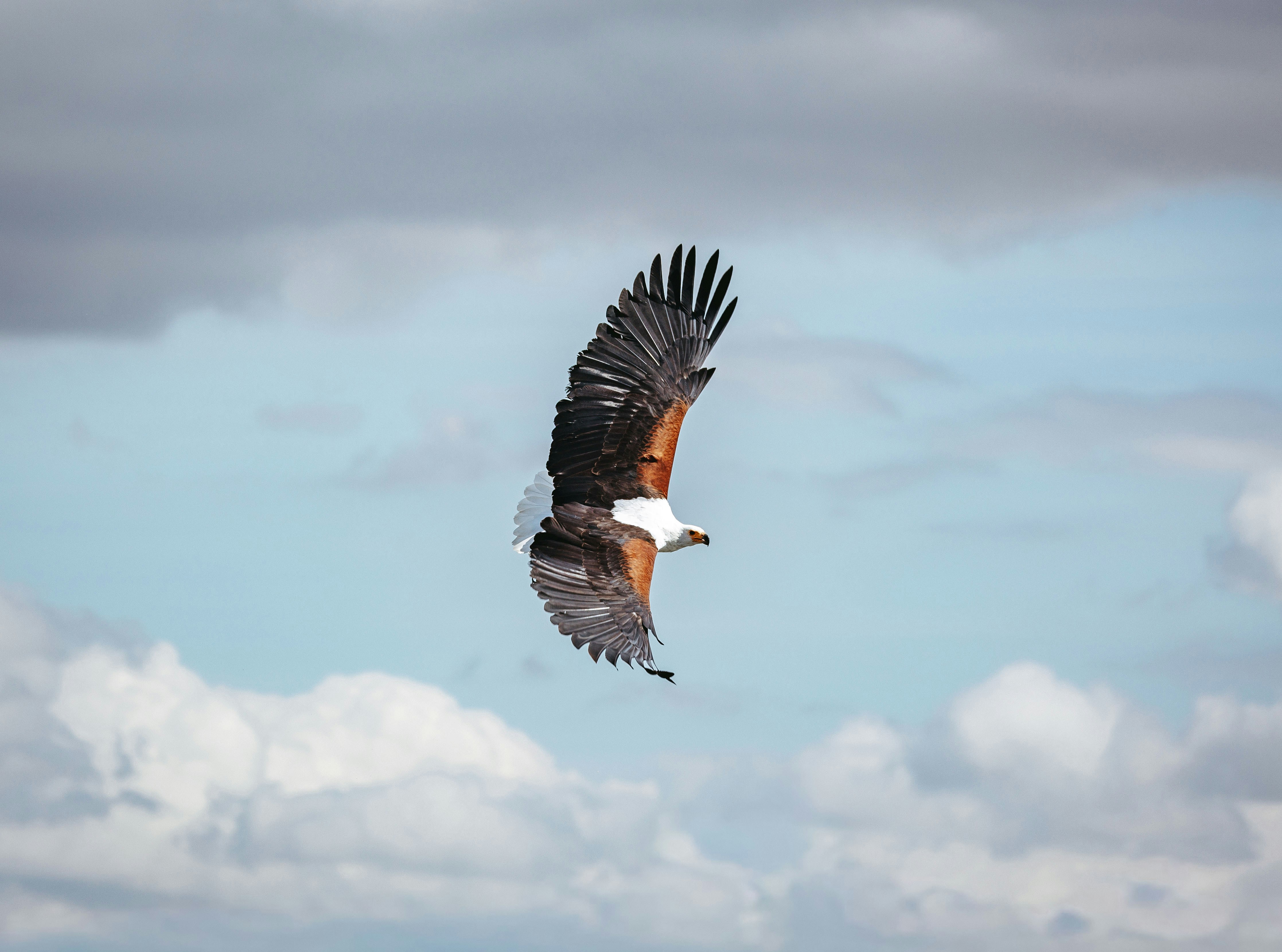 Aquila pesce africana che vola attraverso il cielo nuvoloso