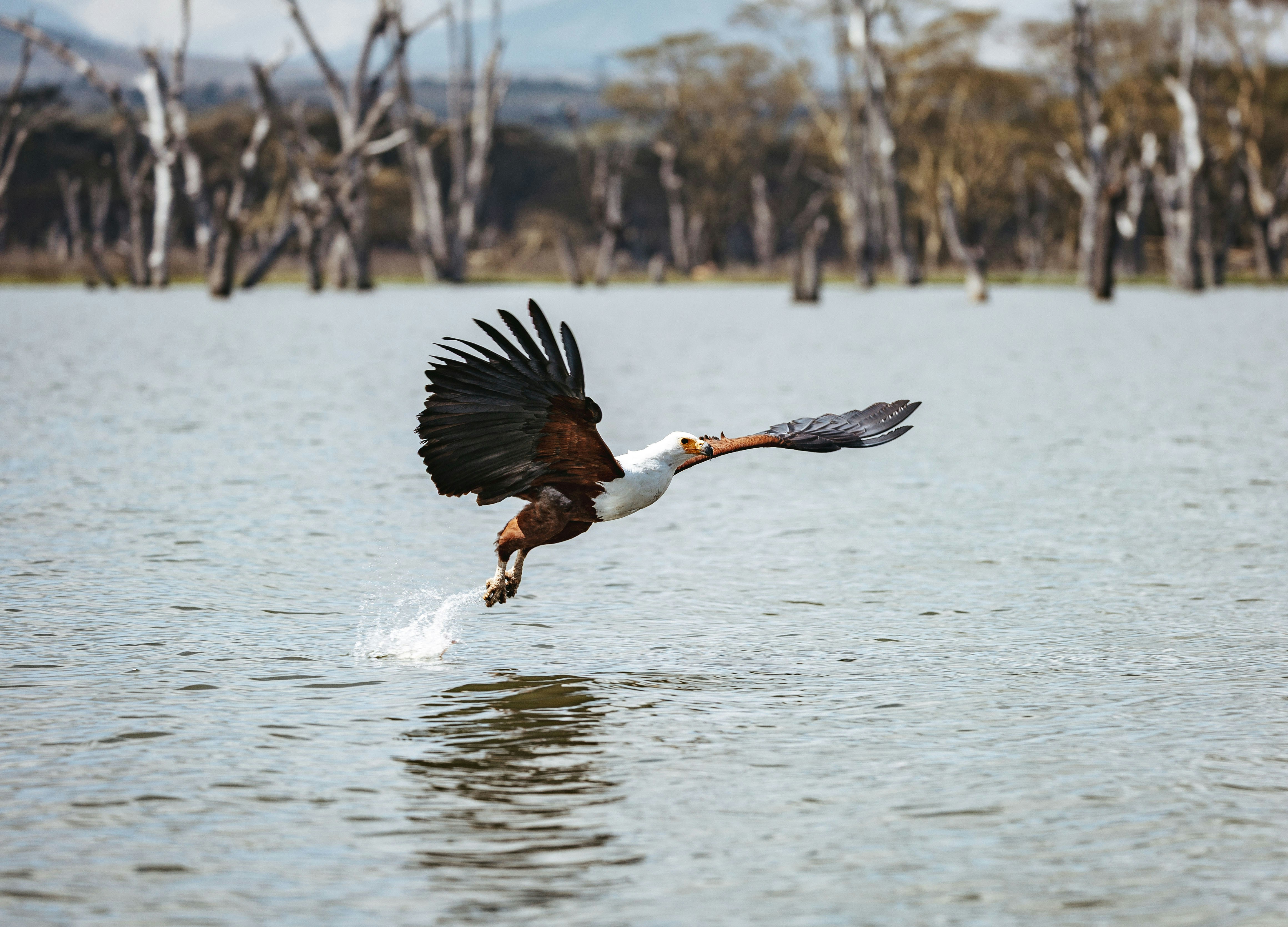 Aquila che vola bassa sull'acqua con splash