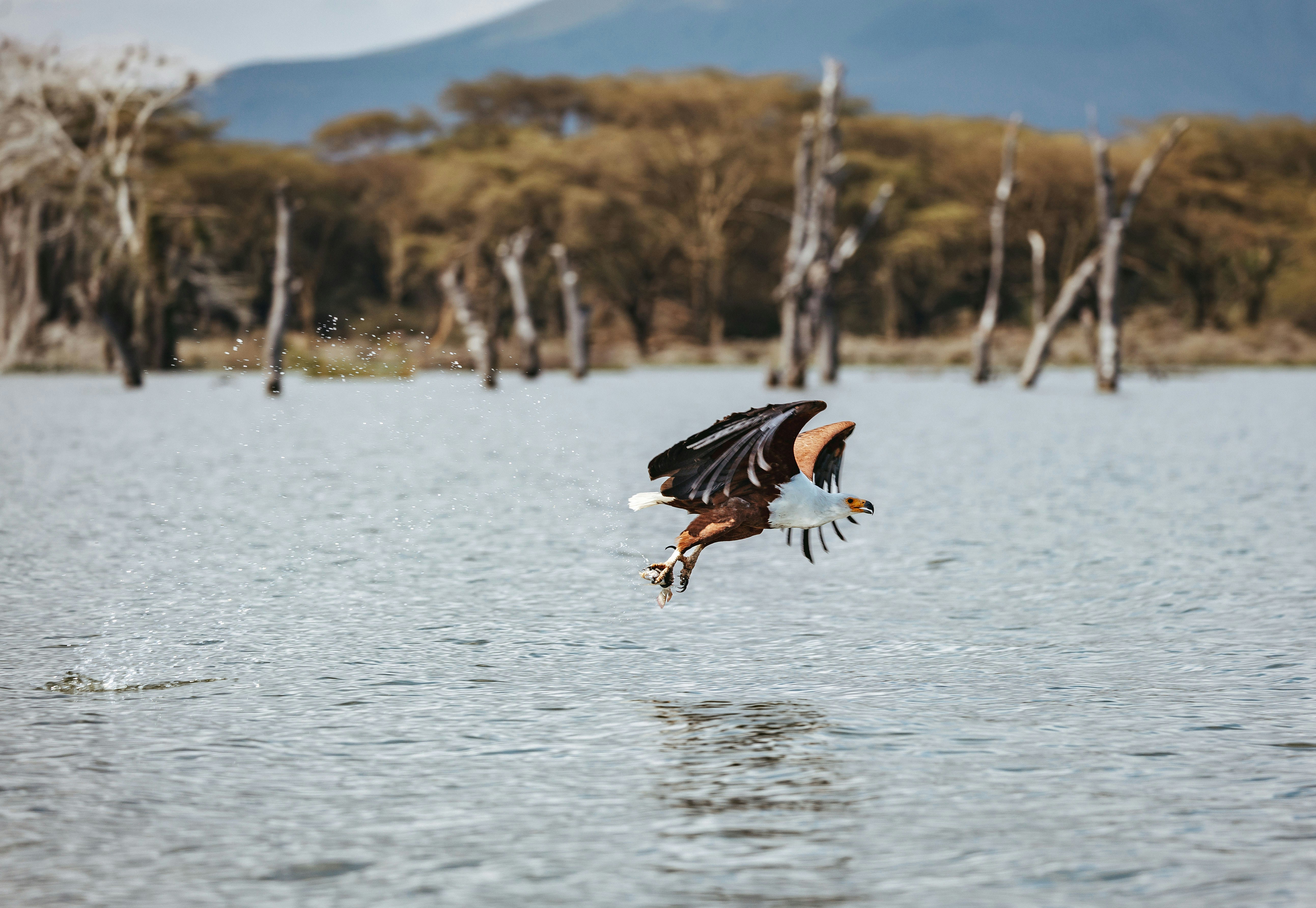 Aquila fisher africana che vola sopra il lago, artigli tesi