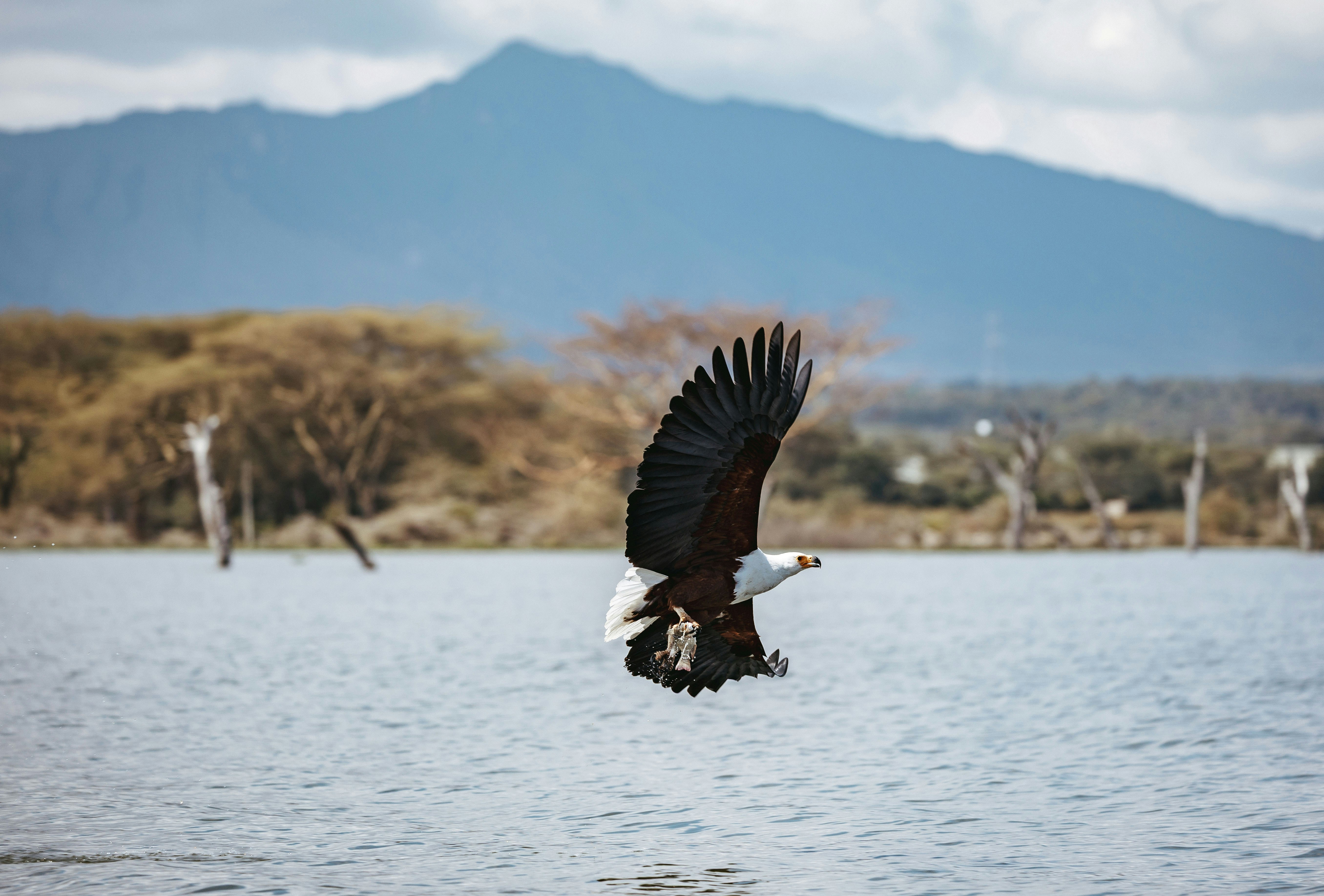Aquila fisher africana che vola sopra l'acqua
