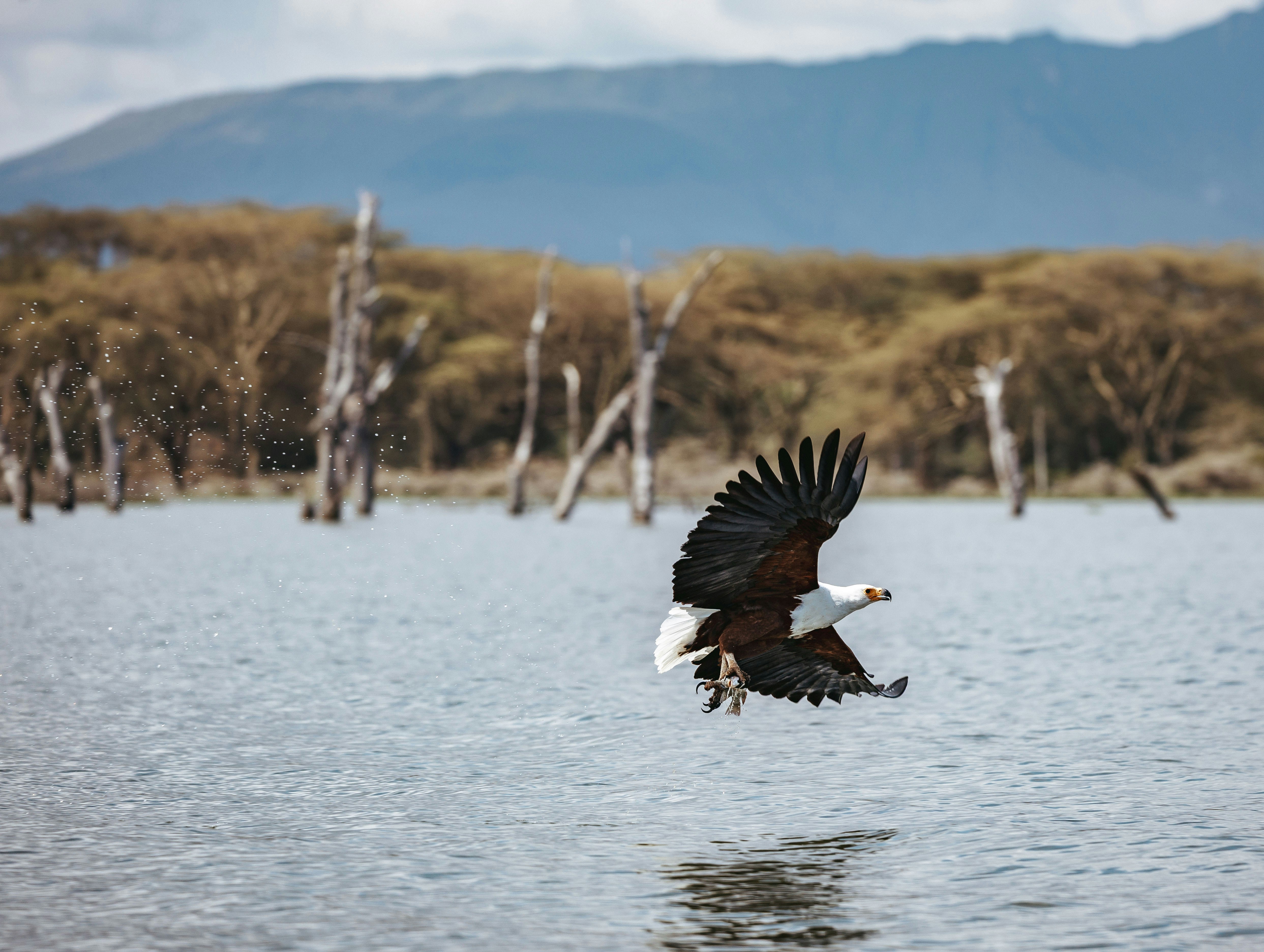 Aquila pesce africana che vola con i pesci sopra l'acqua