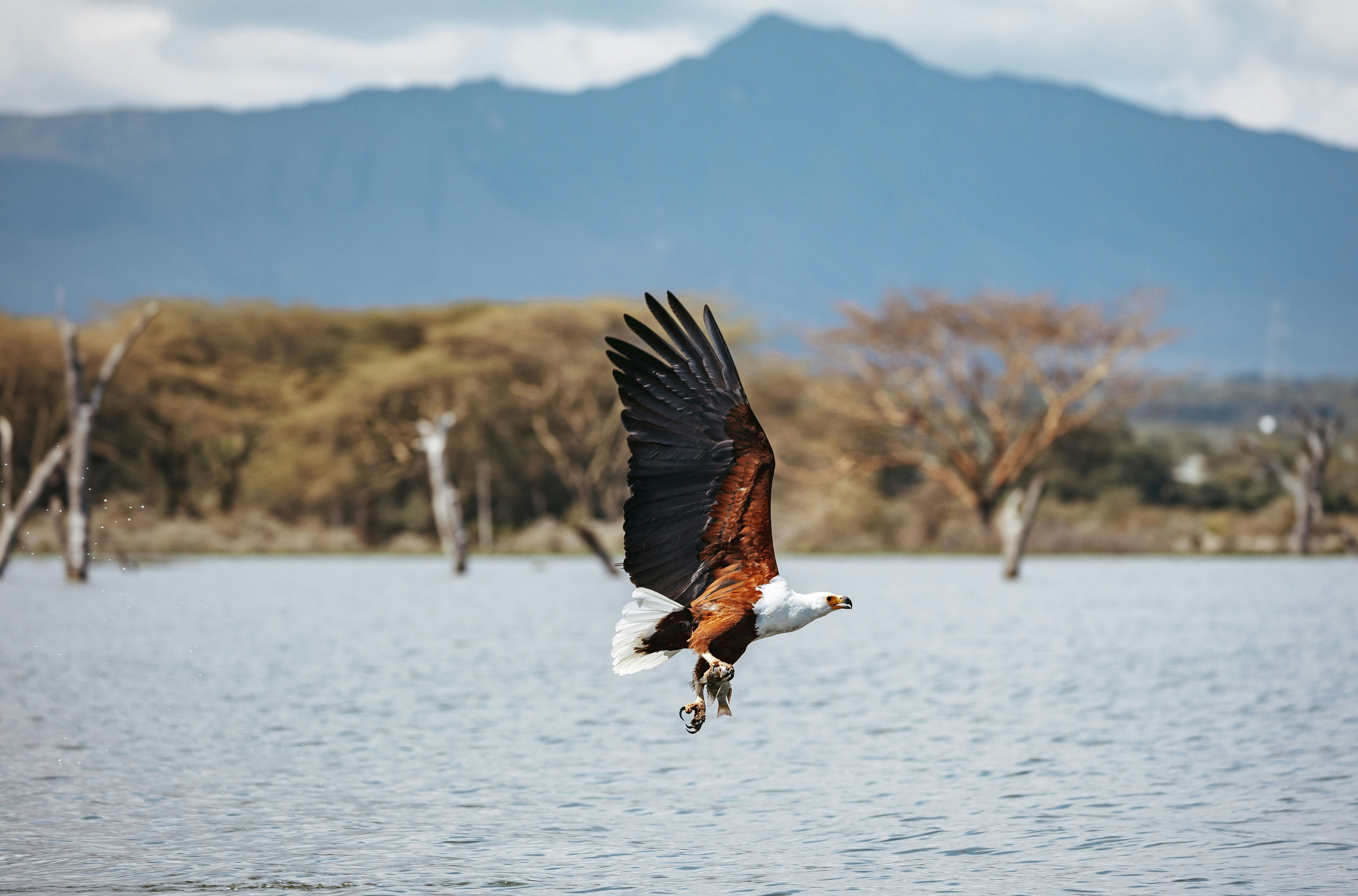 Aquila pesce africana che vola sopra un lago con montagne