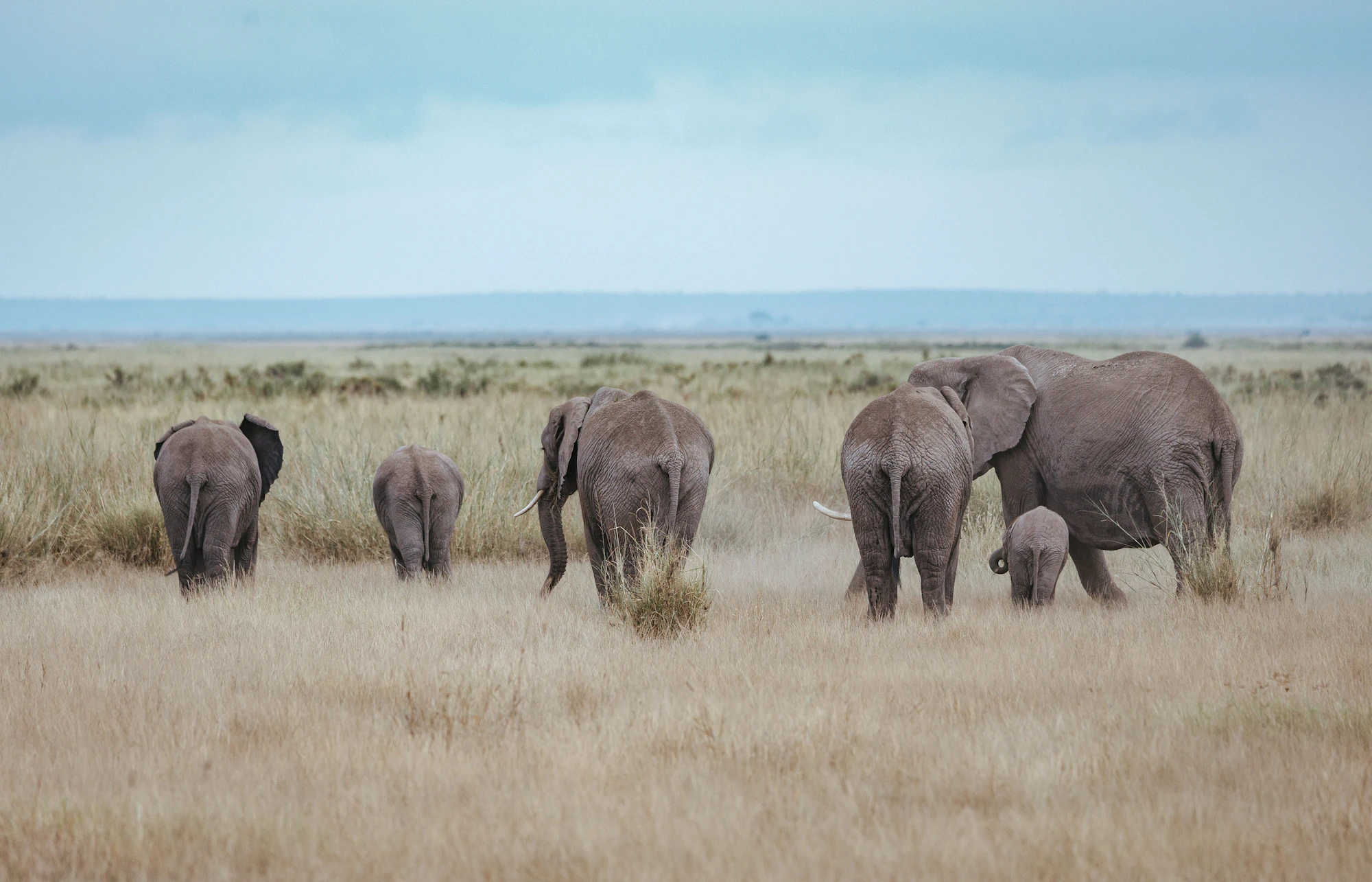 Elephant family walking through open grassland