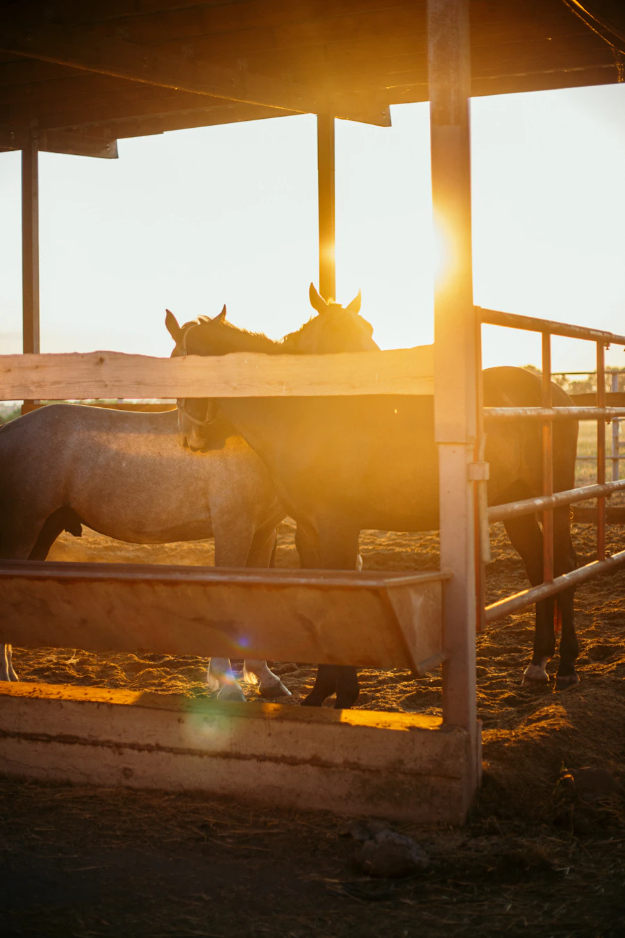 Horses in a stable at golden hour