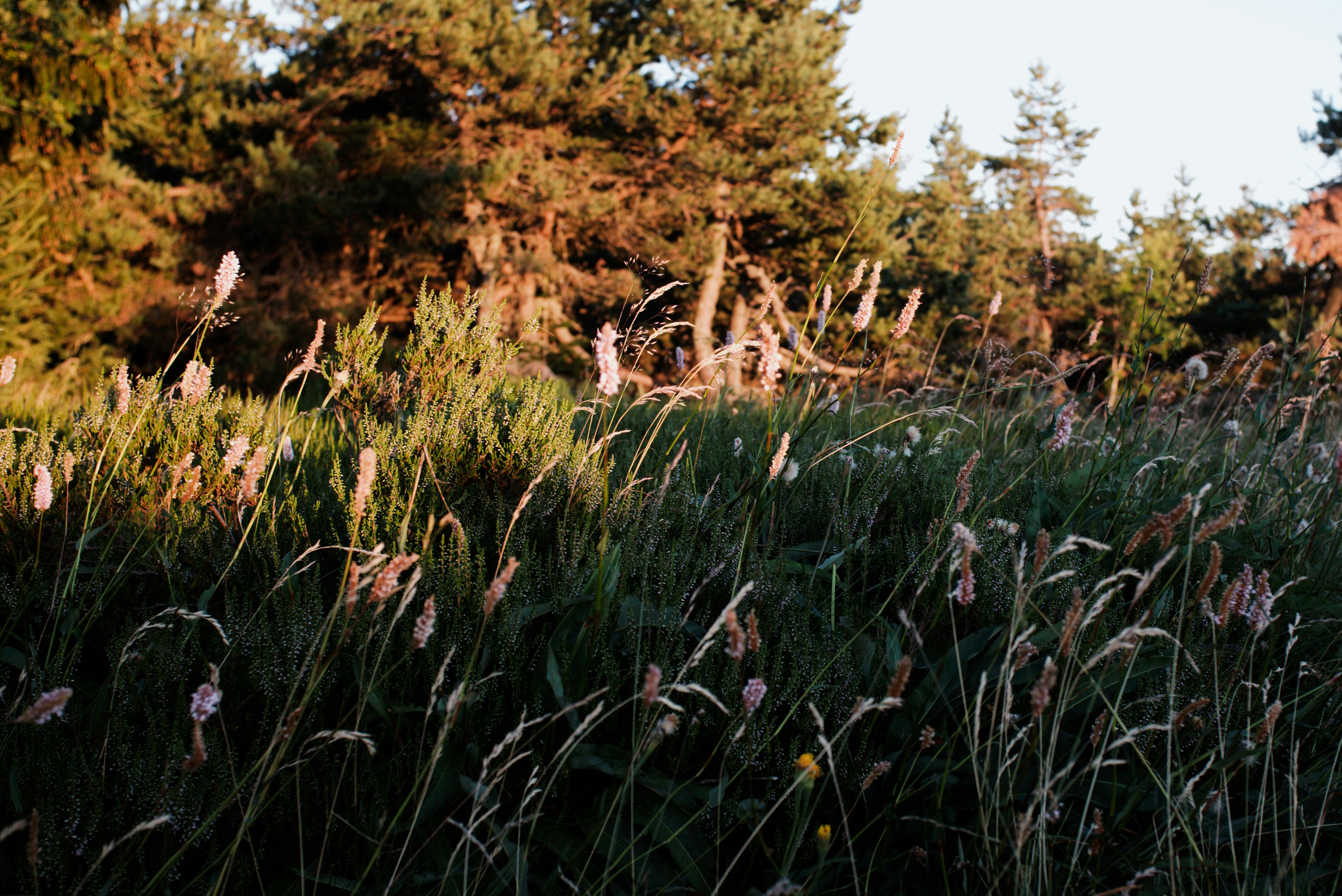 Tall grass and trees in warm light