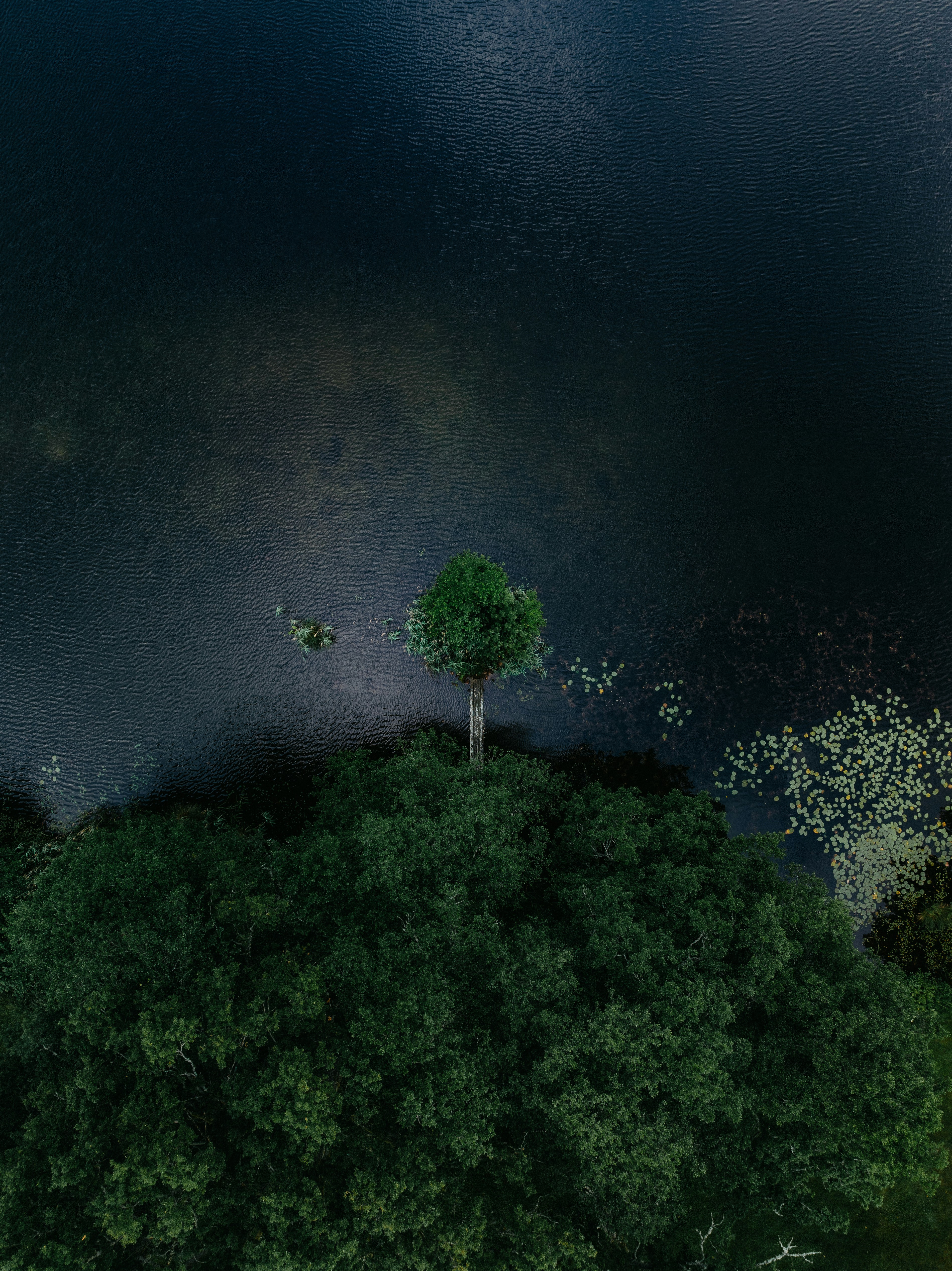 Vue aérienne d’un arbre solitaire près d’un lac sombre.