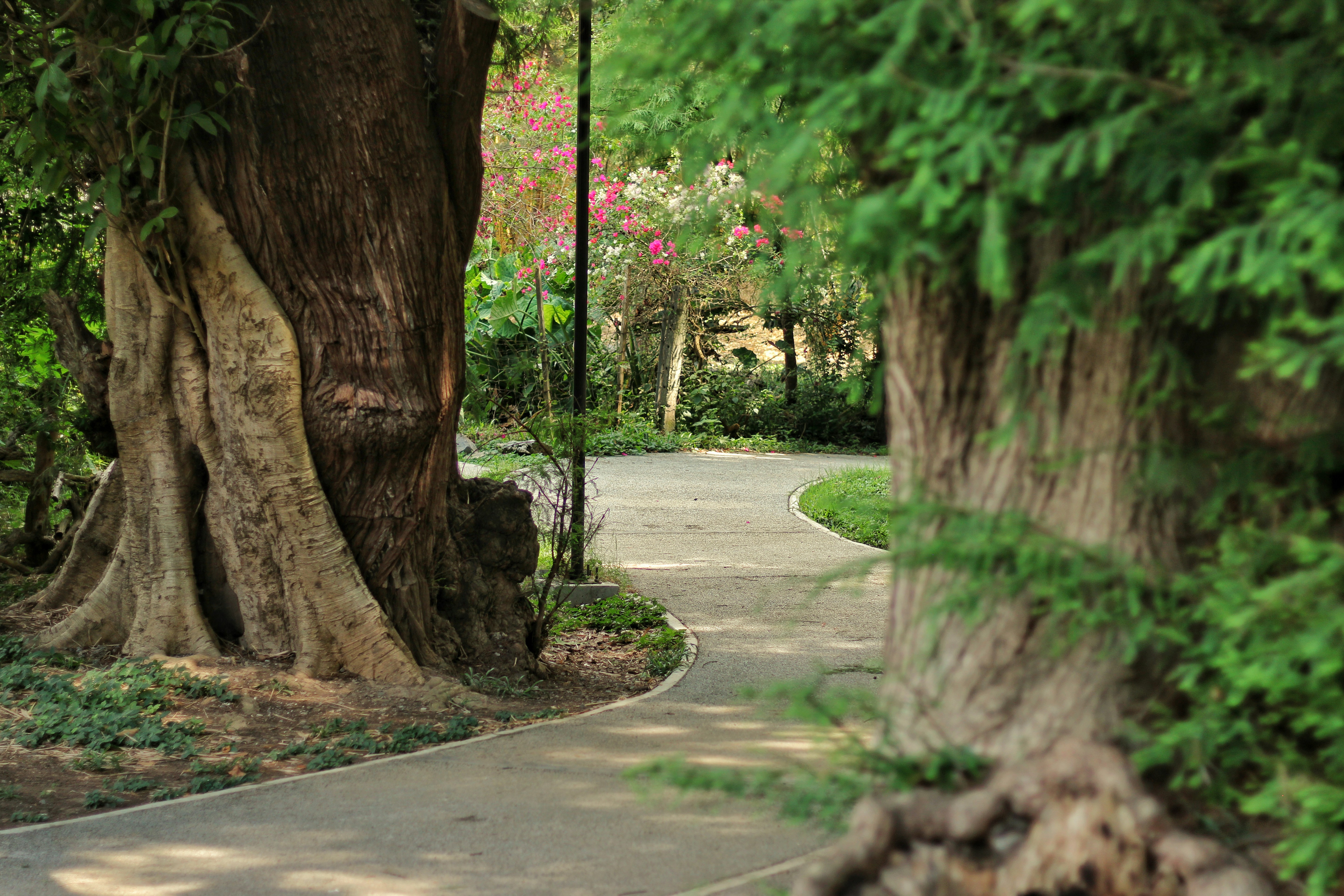 Winding path past large old trees