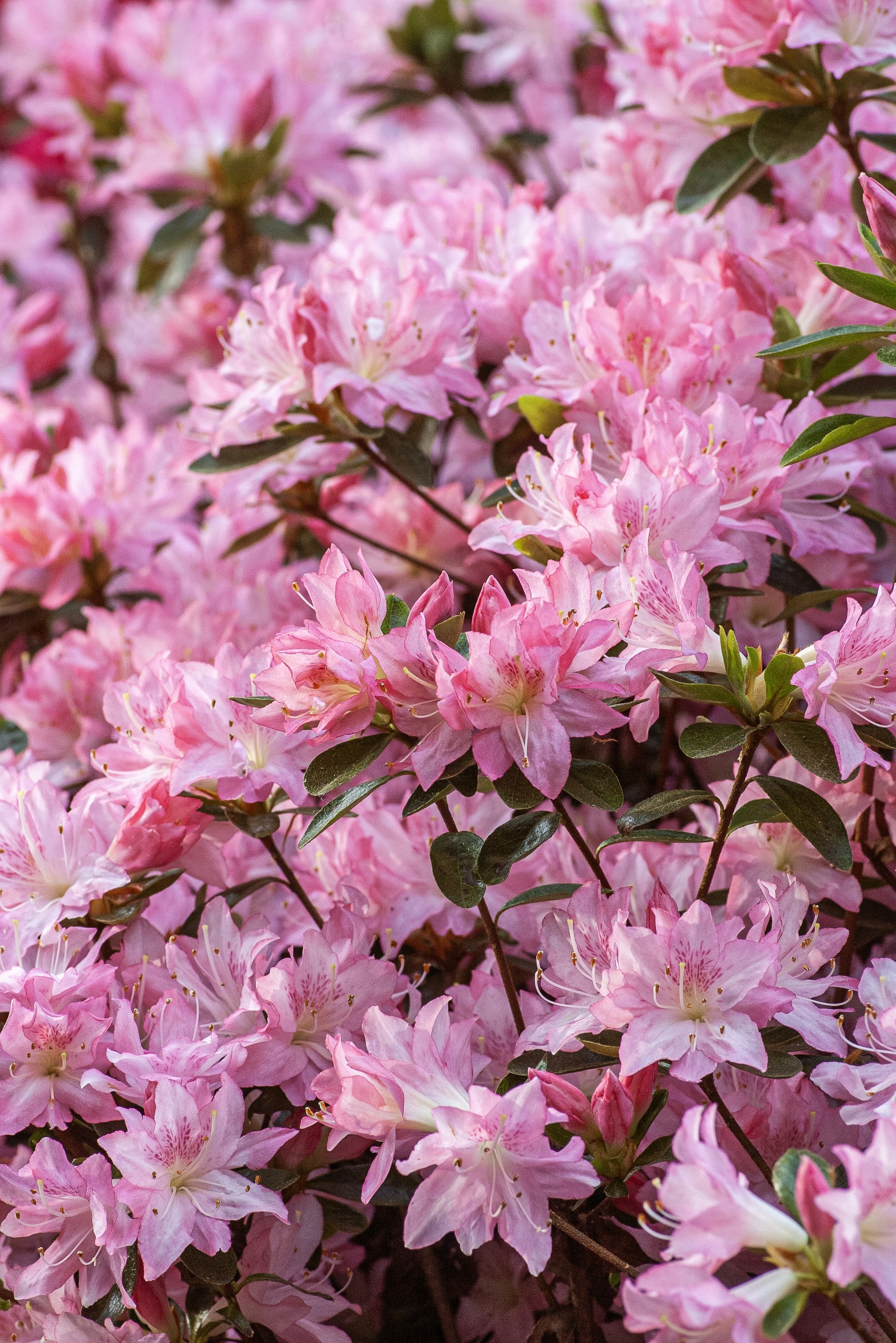 A vibrant bush covered in numerous pink azalea flowers.