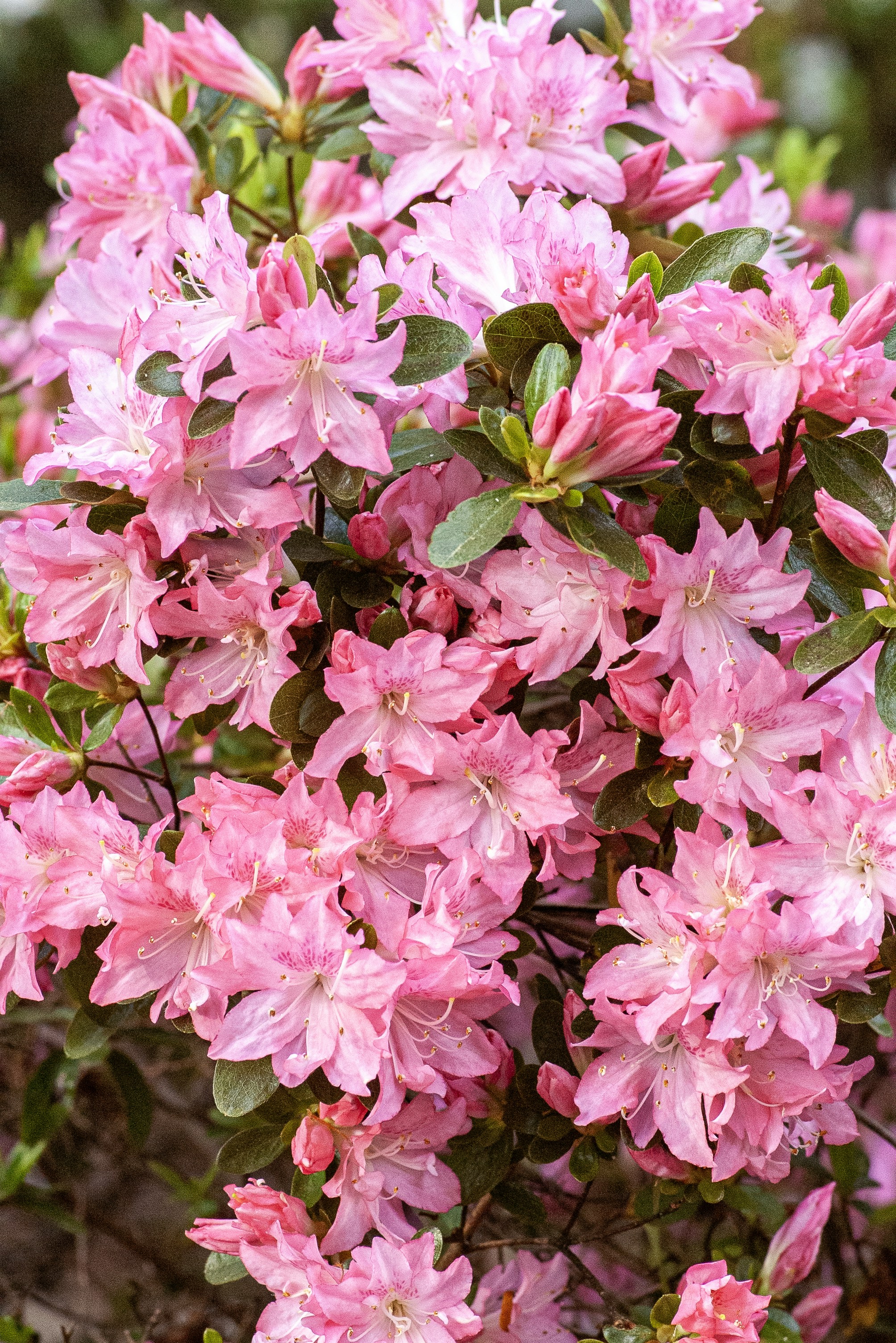 Close-up of numerous vibrant pink azalea blossoms.