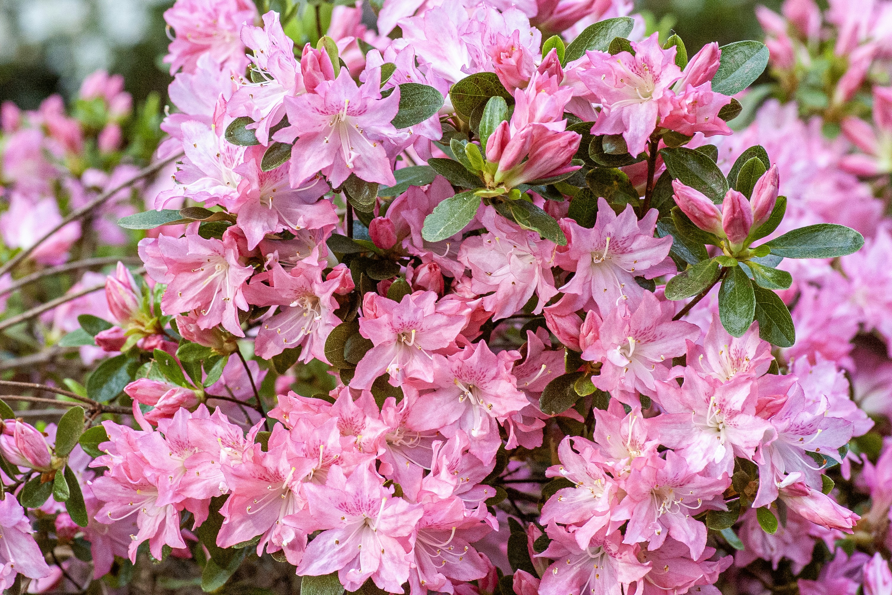 Vibrant pink azalea flowers blooming in a garden.