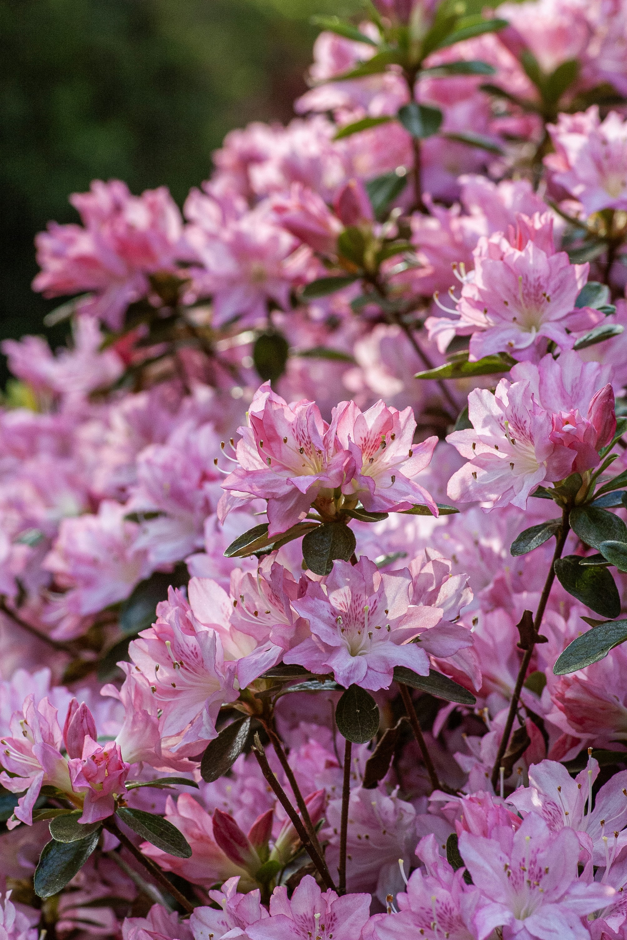 Vibrant pink rhododendron flowers blooming in sunlight.
