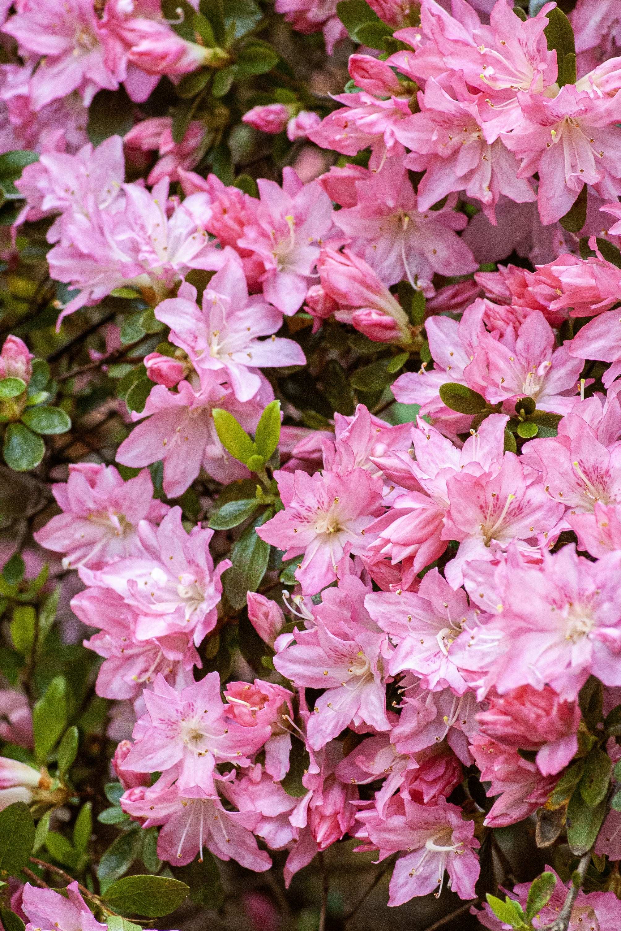Vibrant pink azalea flowers blooming with green leaves.