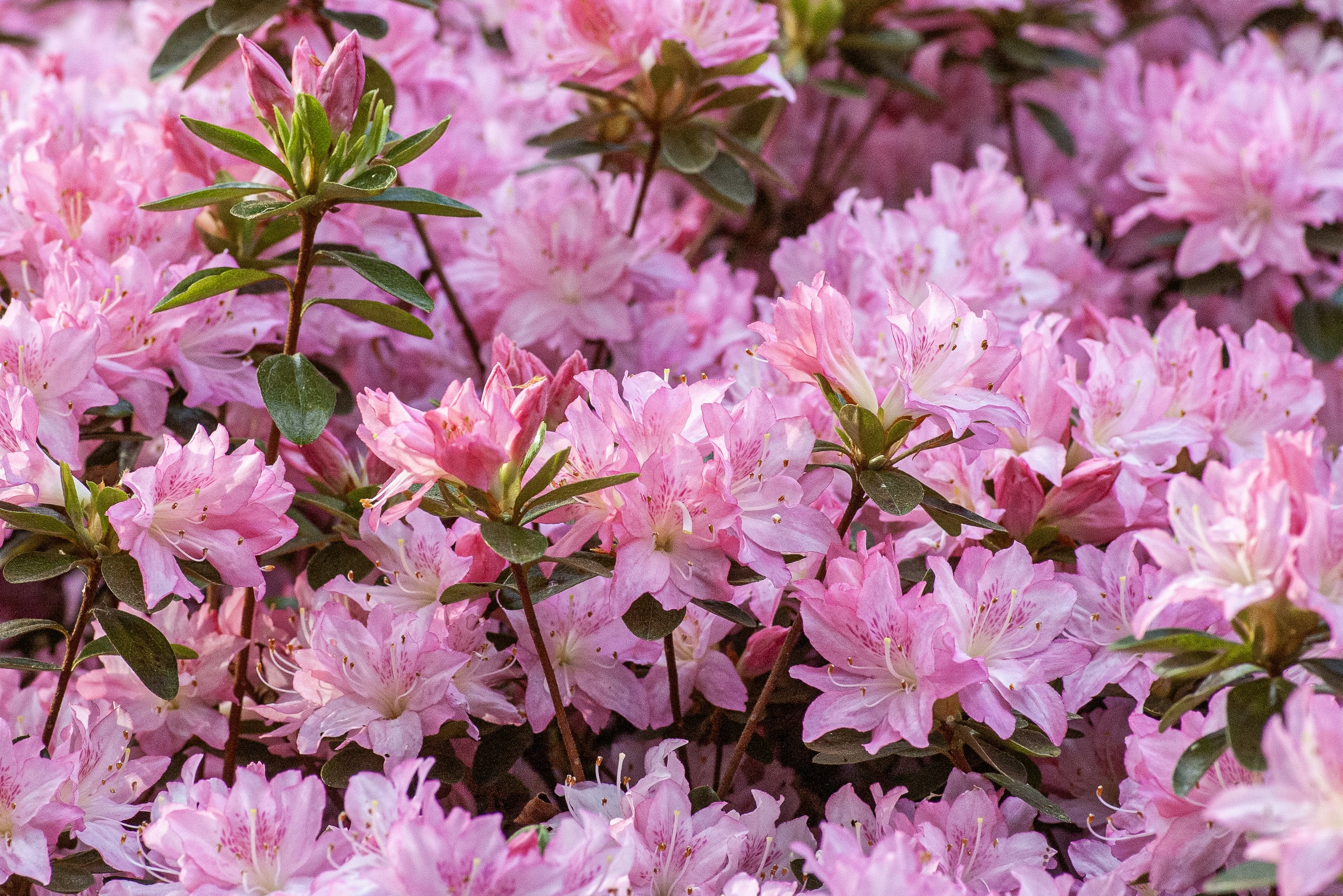 A vibrant cluster of pink flowers and green leaves.