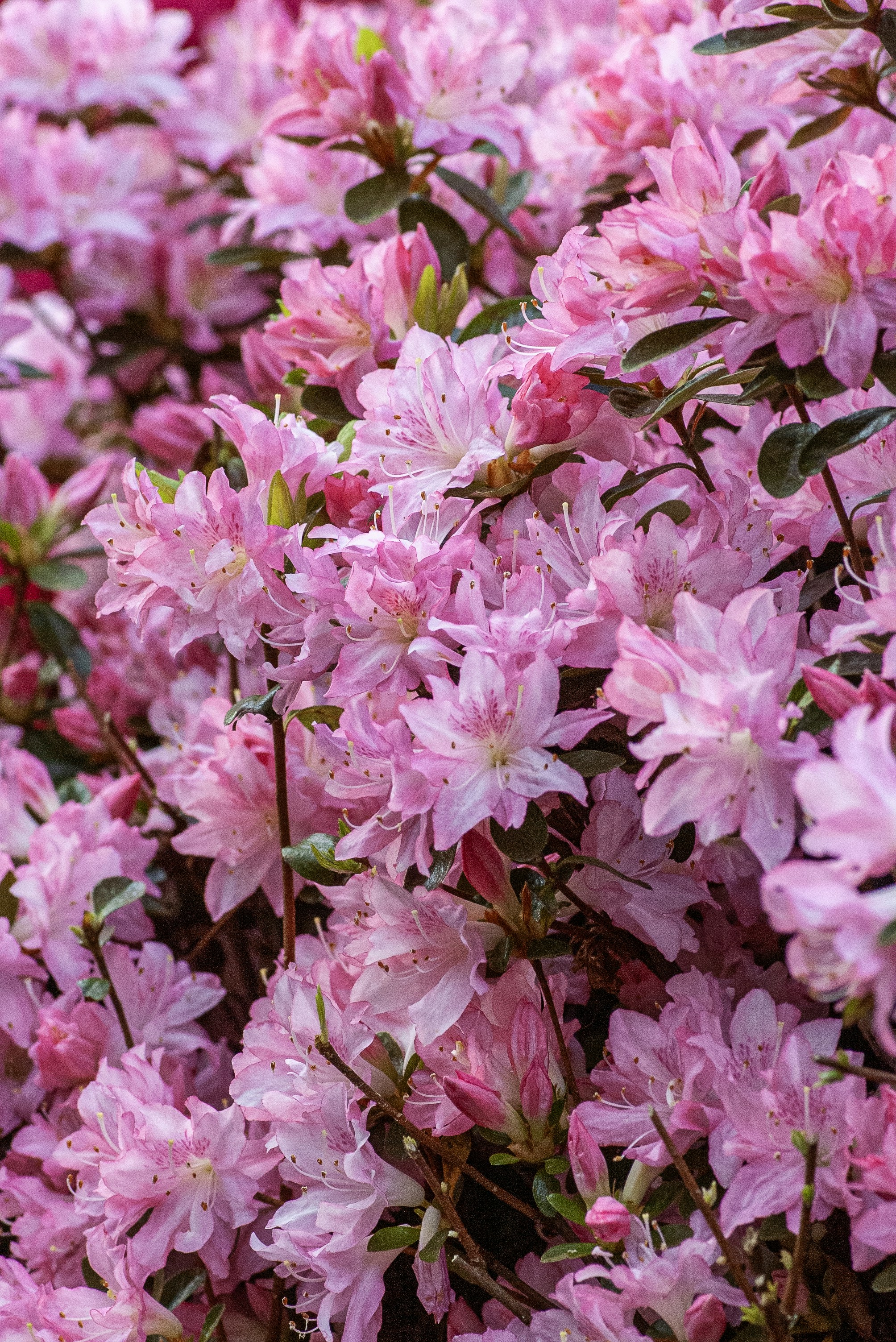A vibrant bush filled with numerous delicate pink flowers.