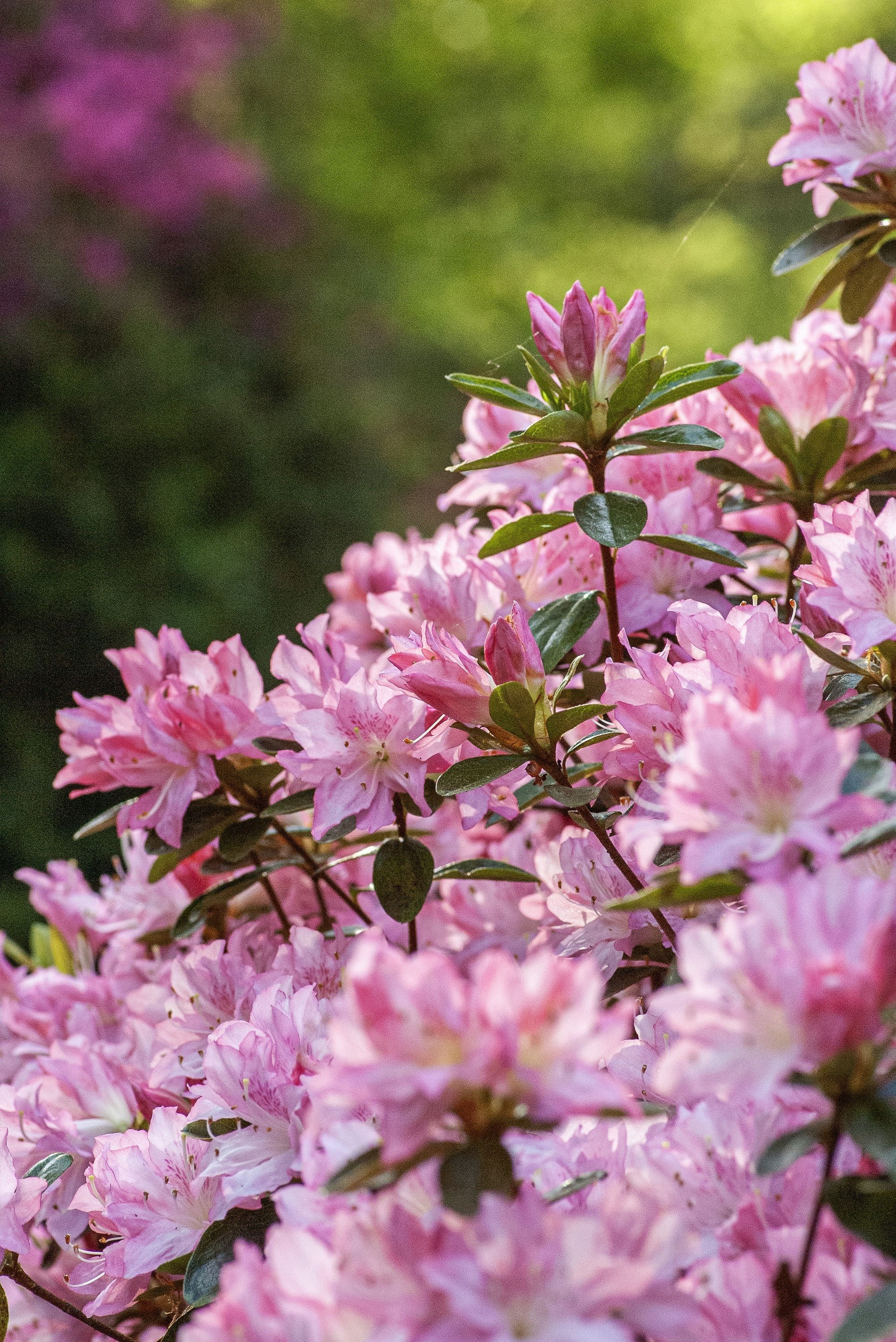 Vibrant pink flowers blooming on a bush with green foliage.