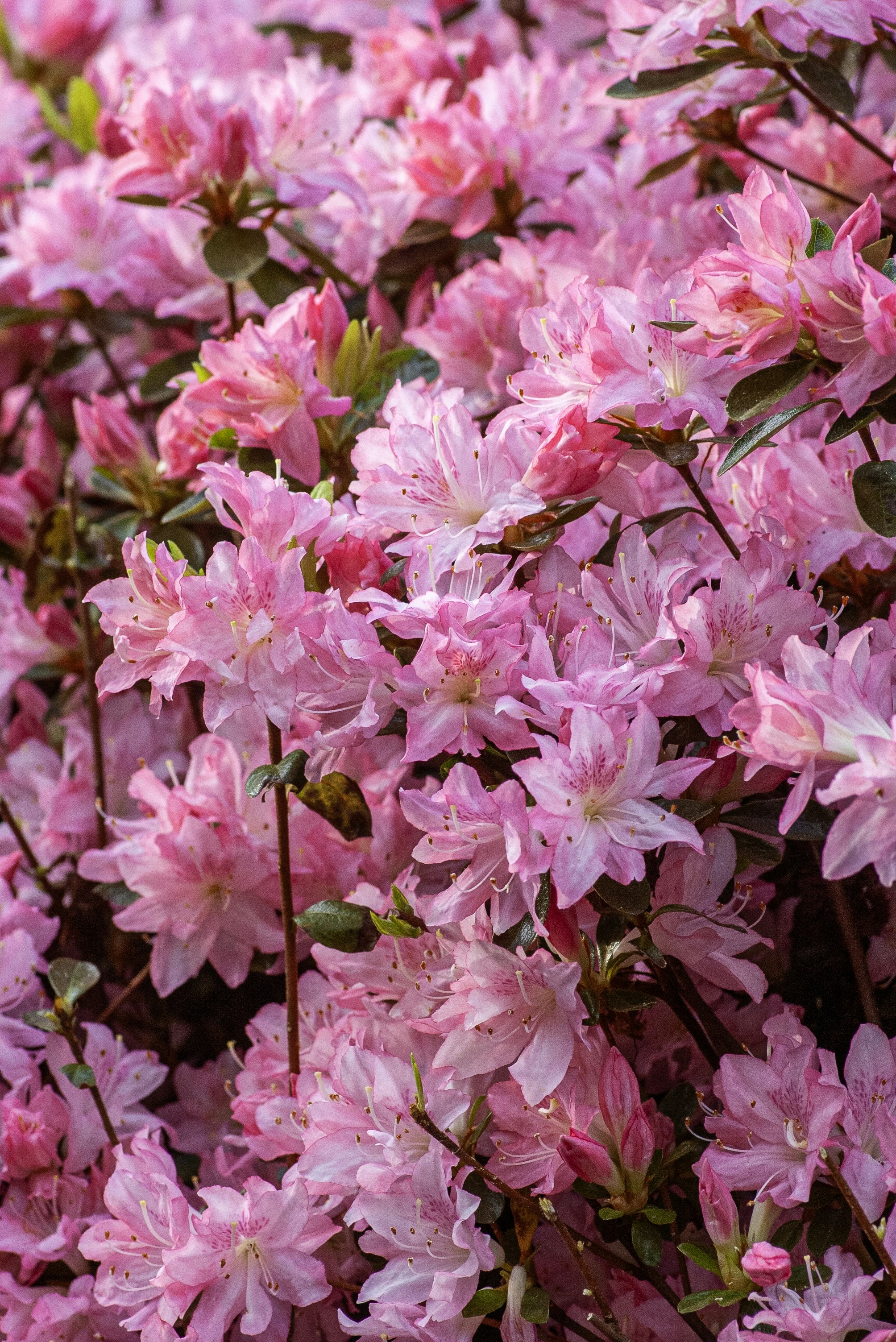 A vibrant bush covered in numerous pink azalea flowers.