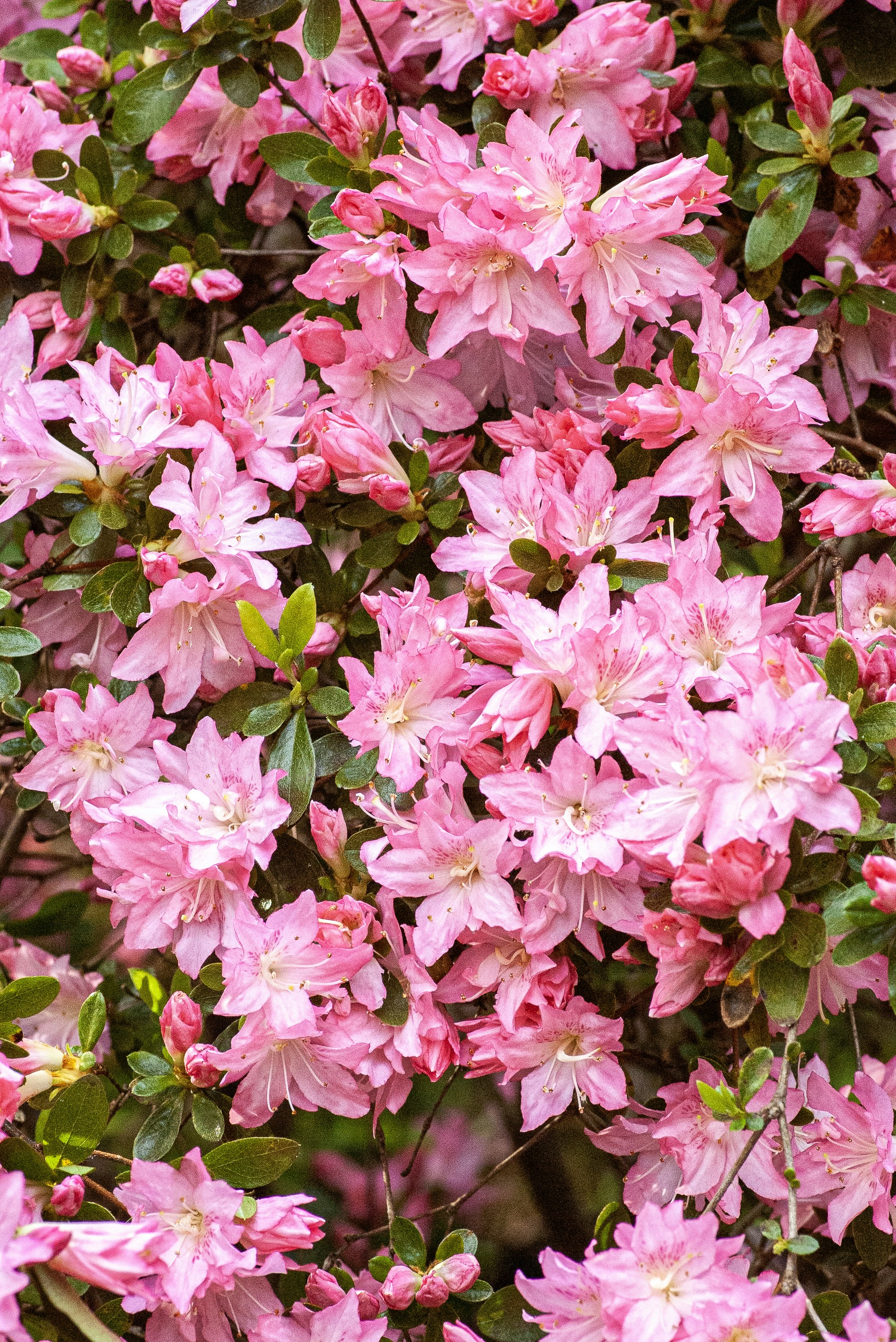 Many vibrant pink flowers blooming with lush green leaves.