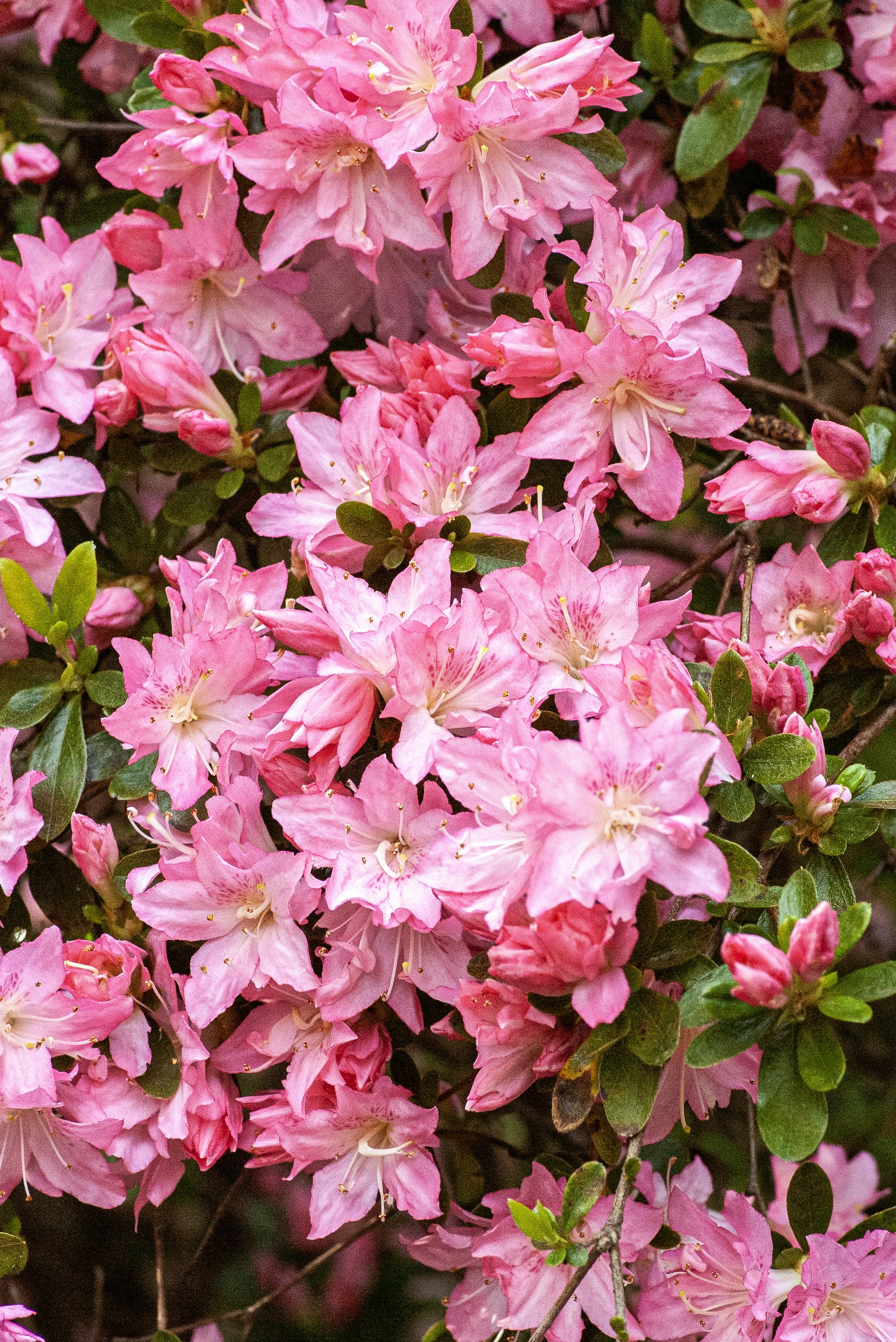 Vibrant pink azalea flowers blooming with green leaves.