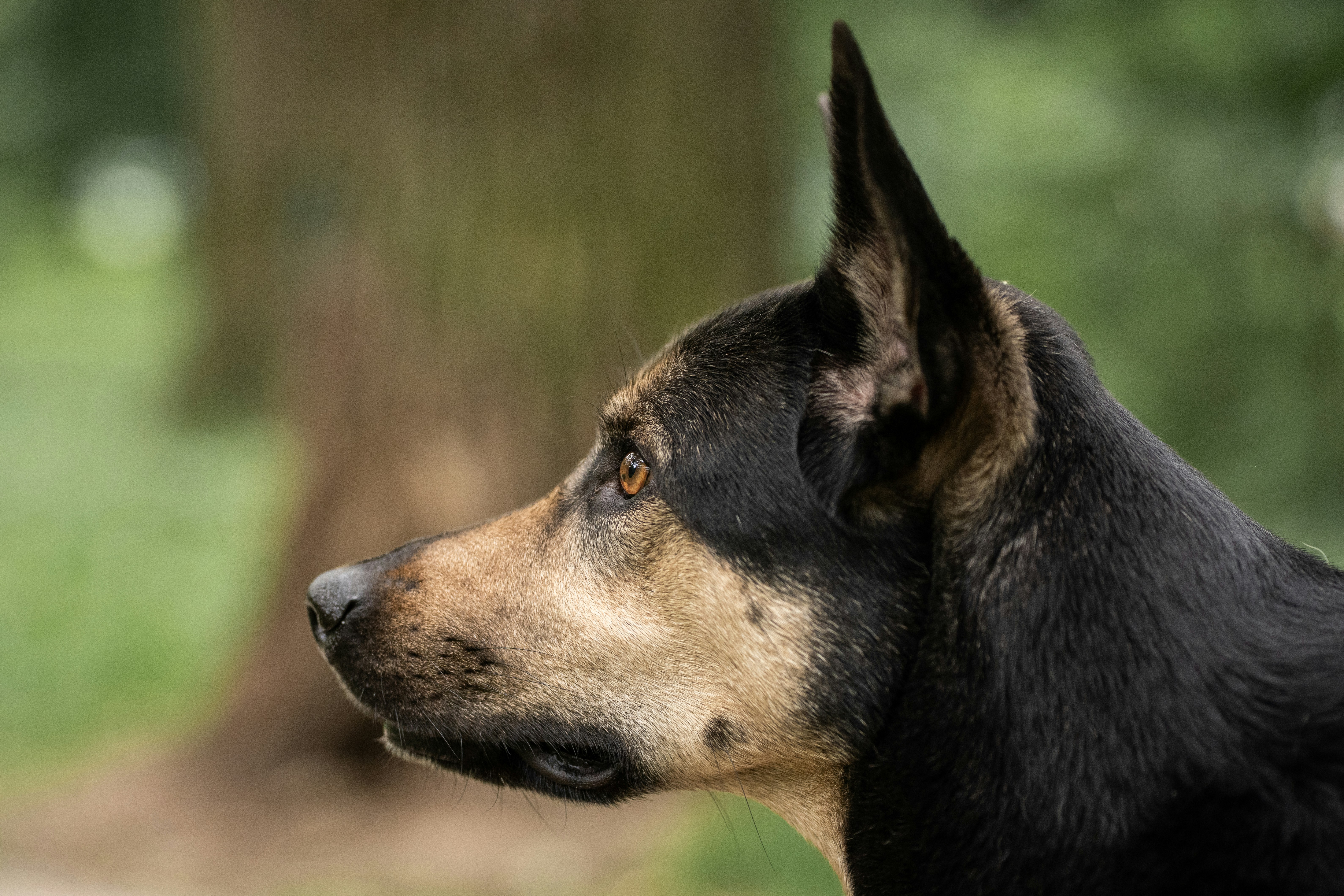 Profile of a black and tan dog with alert ears.