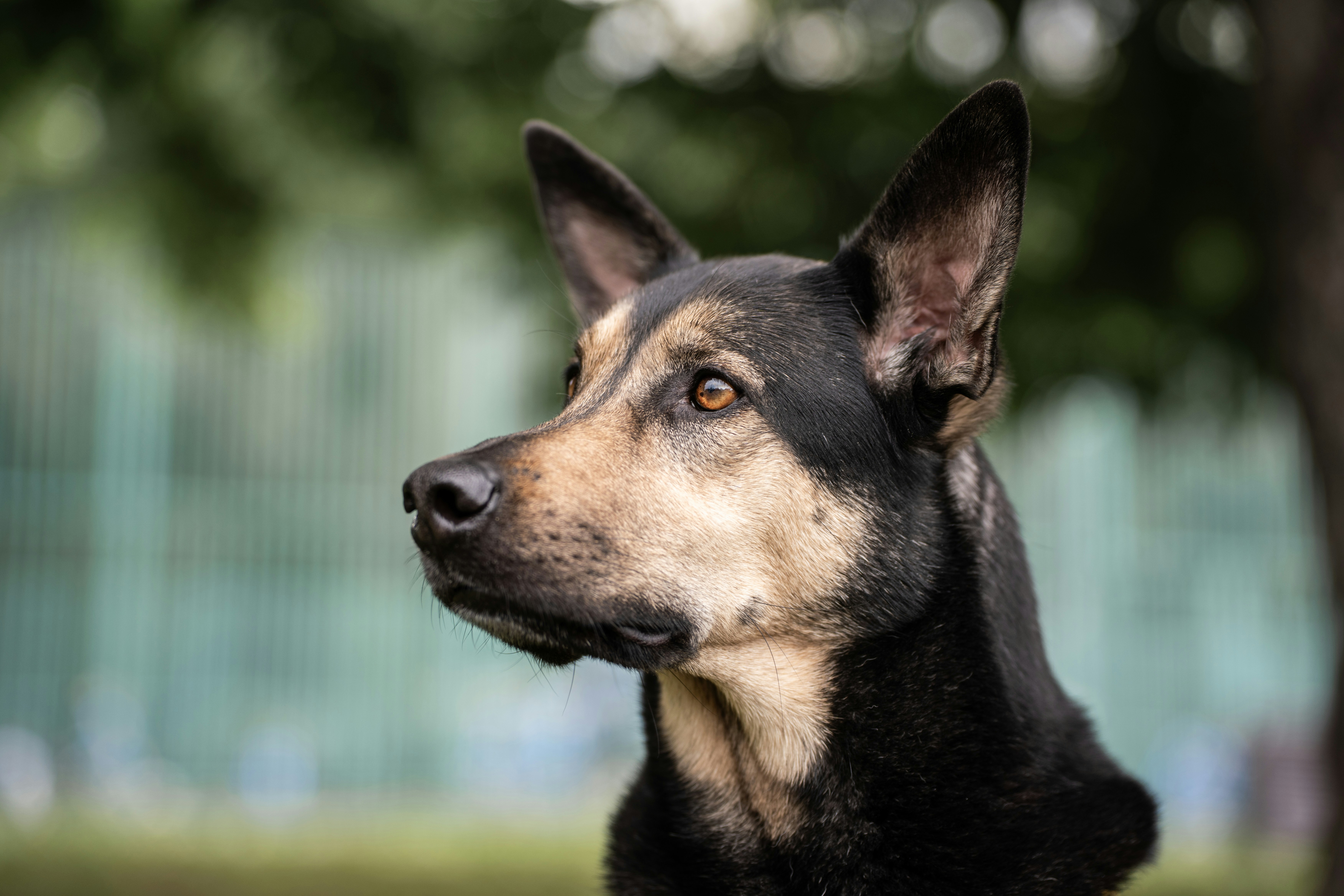 Schwarzer und gebräunter Hund mit spitzen Ohren, der nach links schaut.