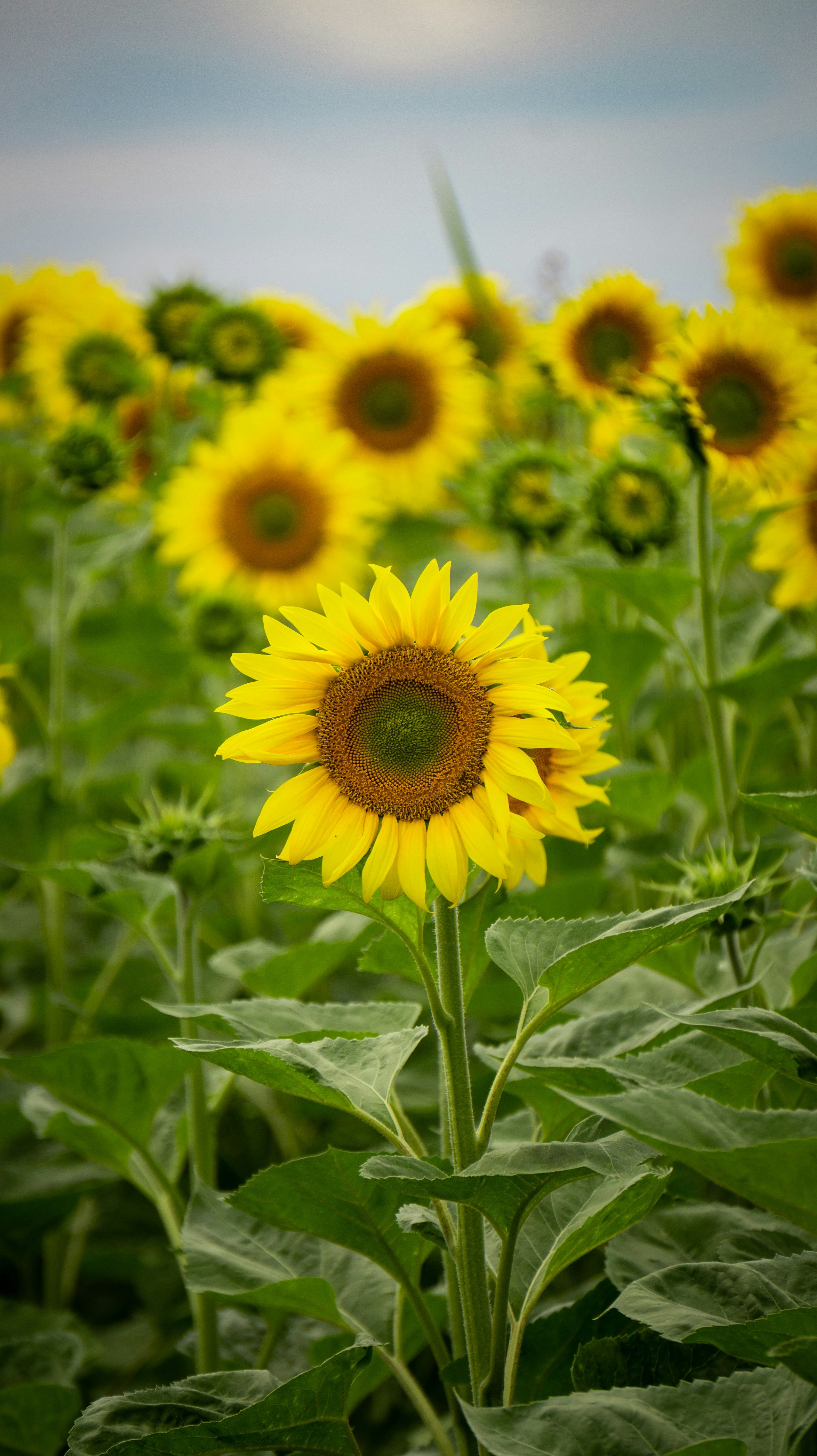 Un girasole giallo brillante in un campo verde.