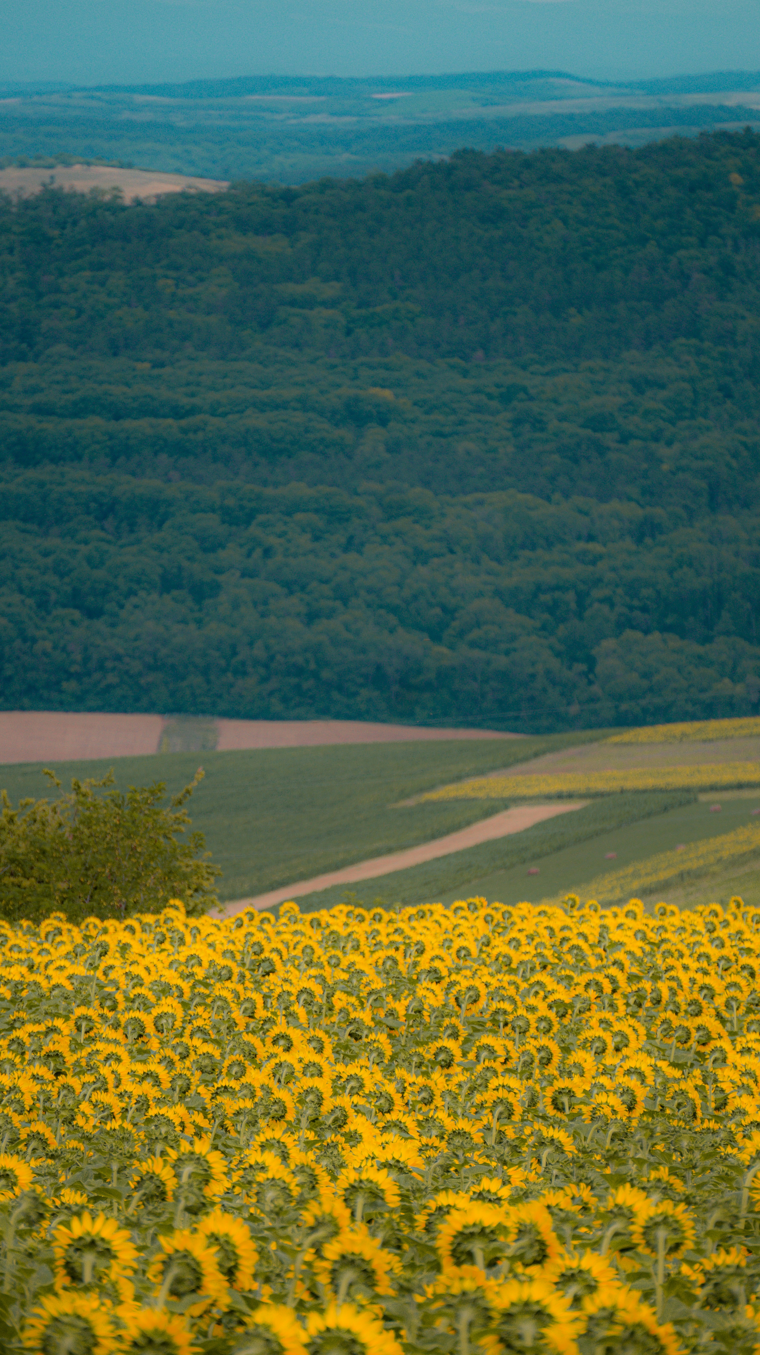 Campo di girasoli con dolci colline e foreste lontane.