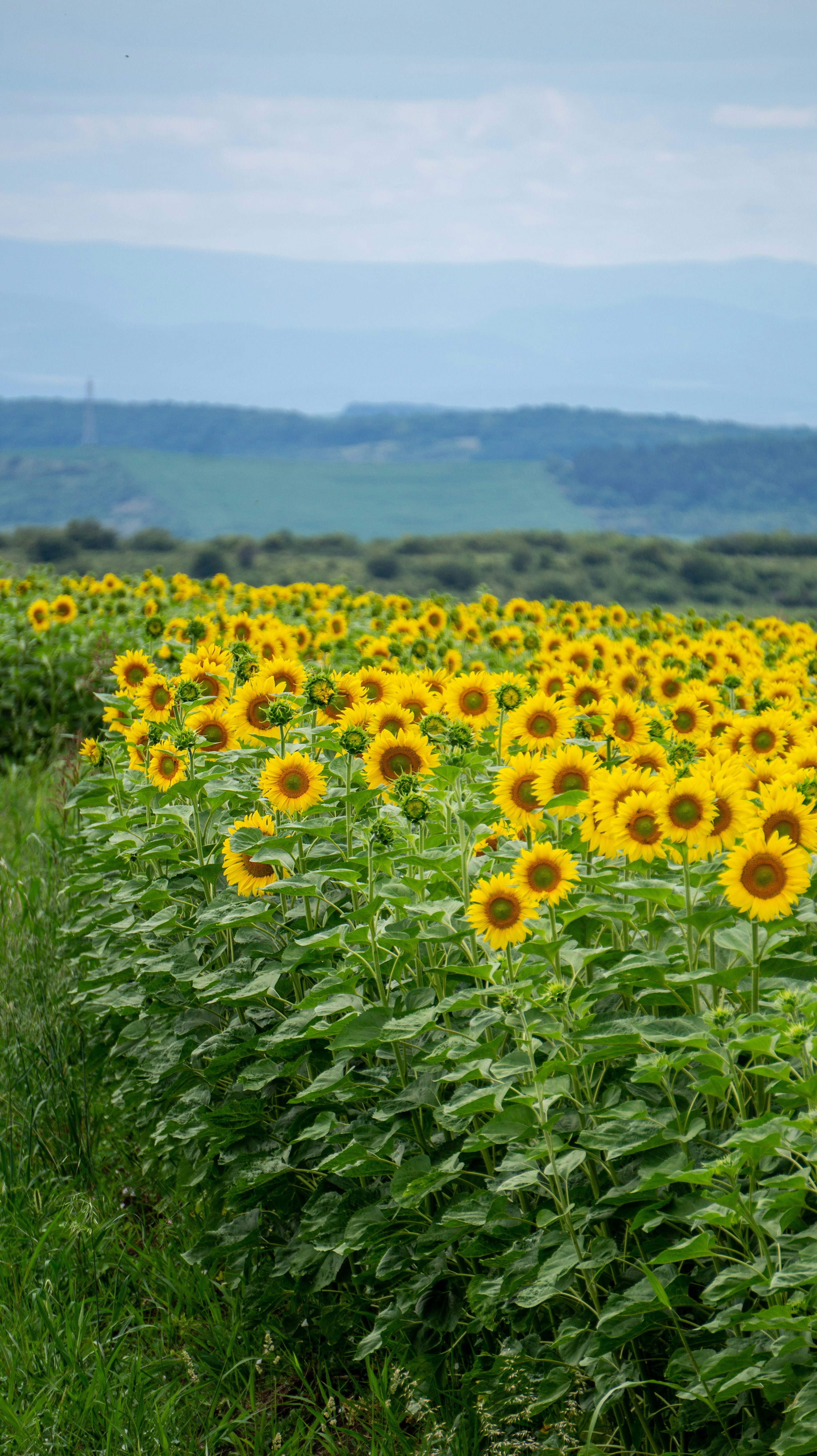 Un campo vibrante di girasoli sotto un cielo nuvoloso.