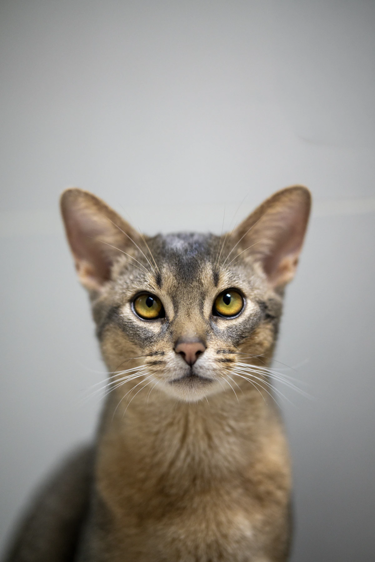 Abyssinian cat