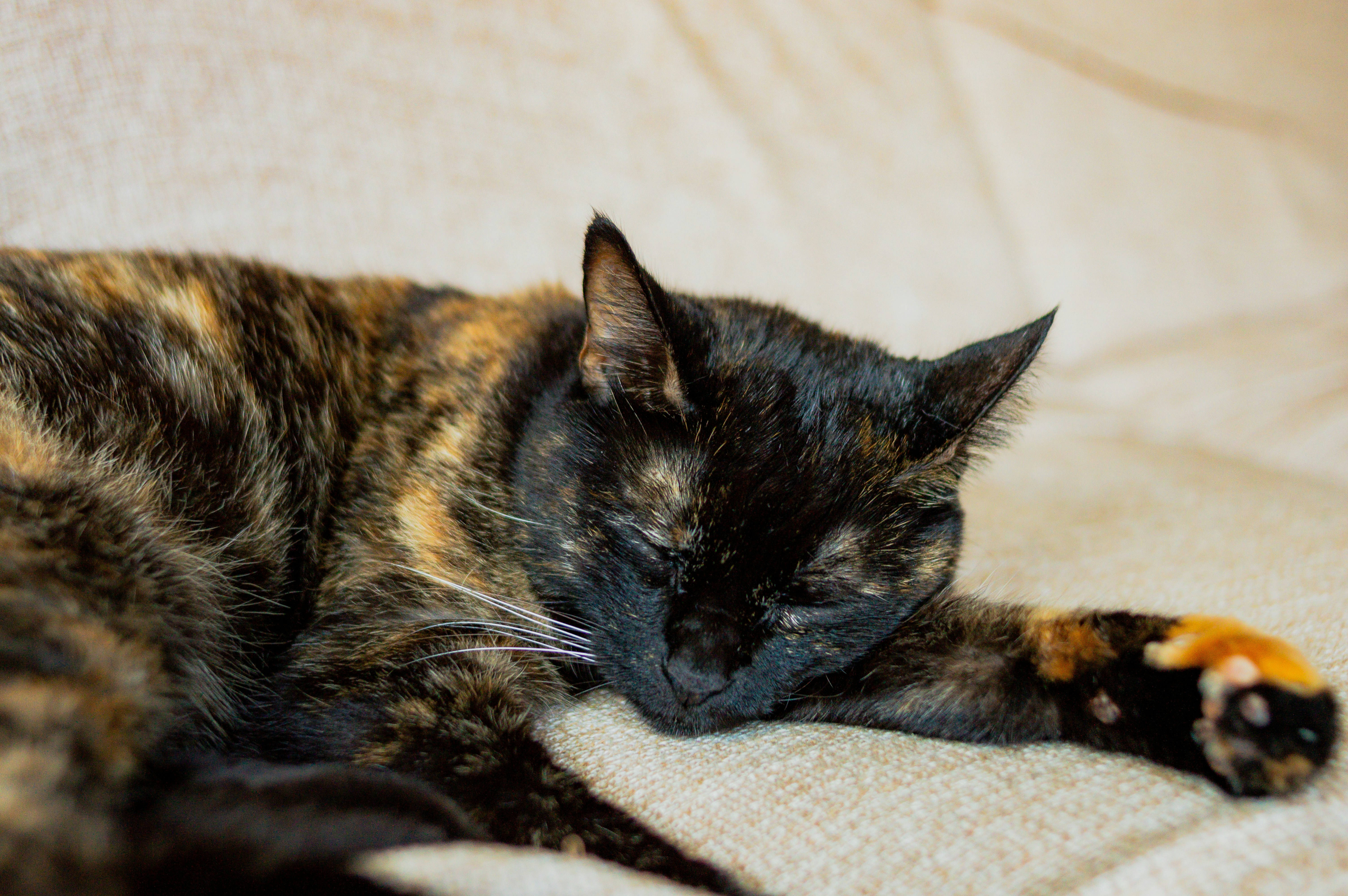 Tortoiseshell cat asleep on a cream blanket with one front paw stretched out