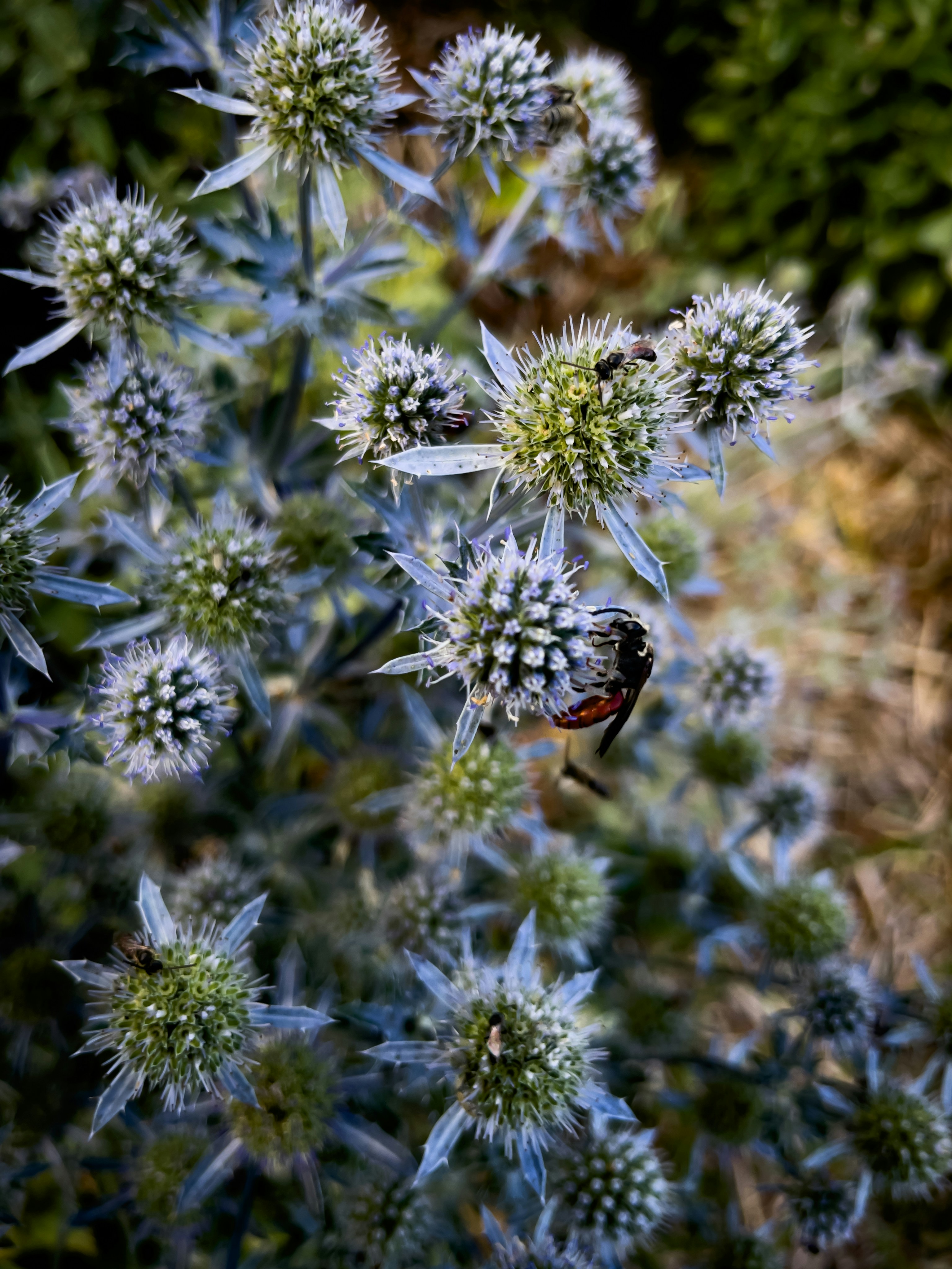 An insect on spiky blue flowers.