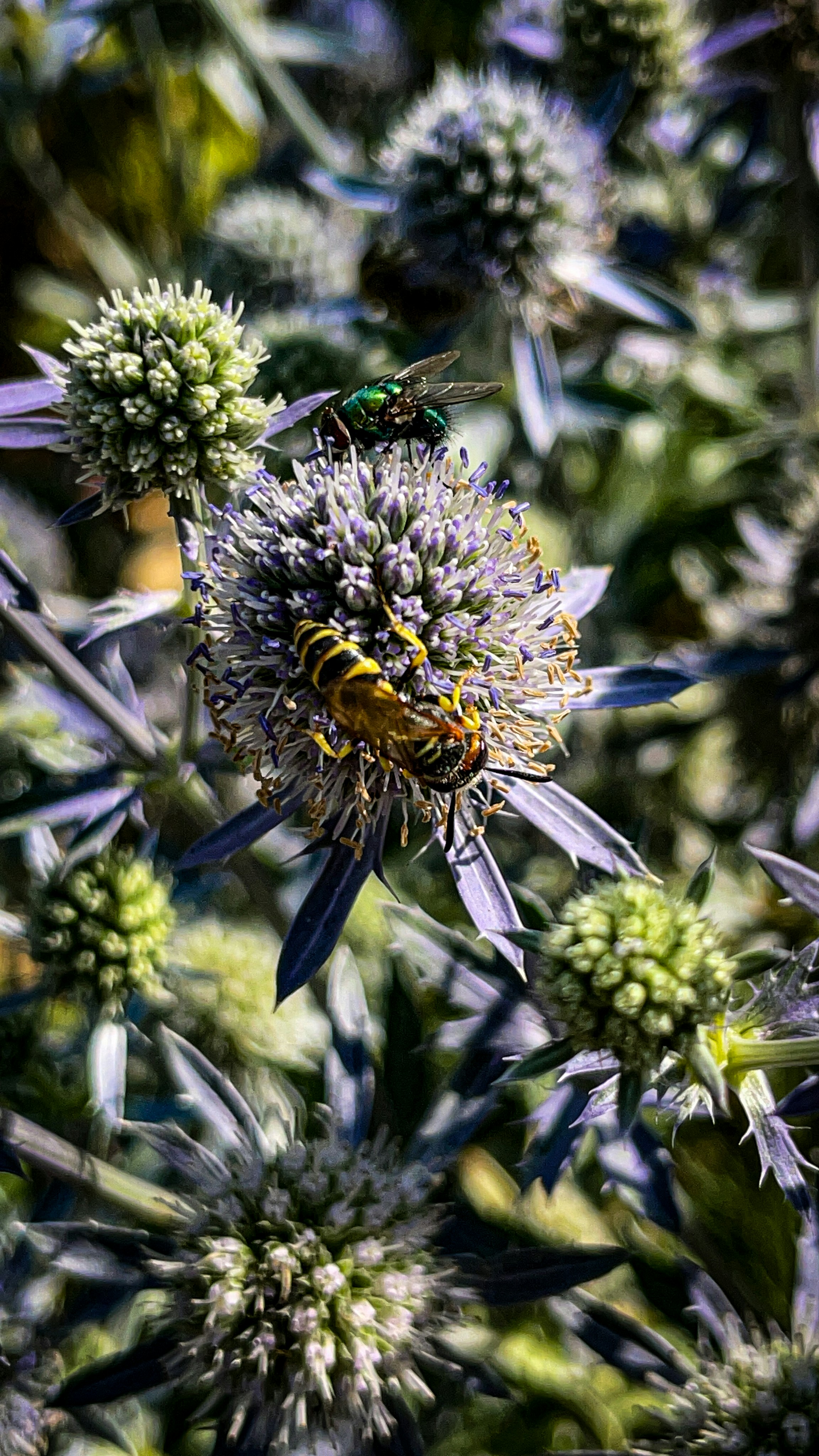 A hoverfly and green fly on purple thistle-like flowers.