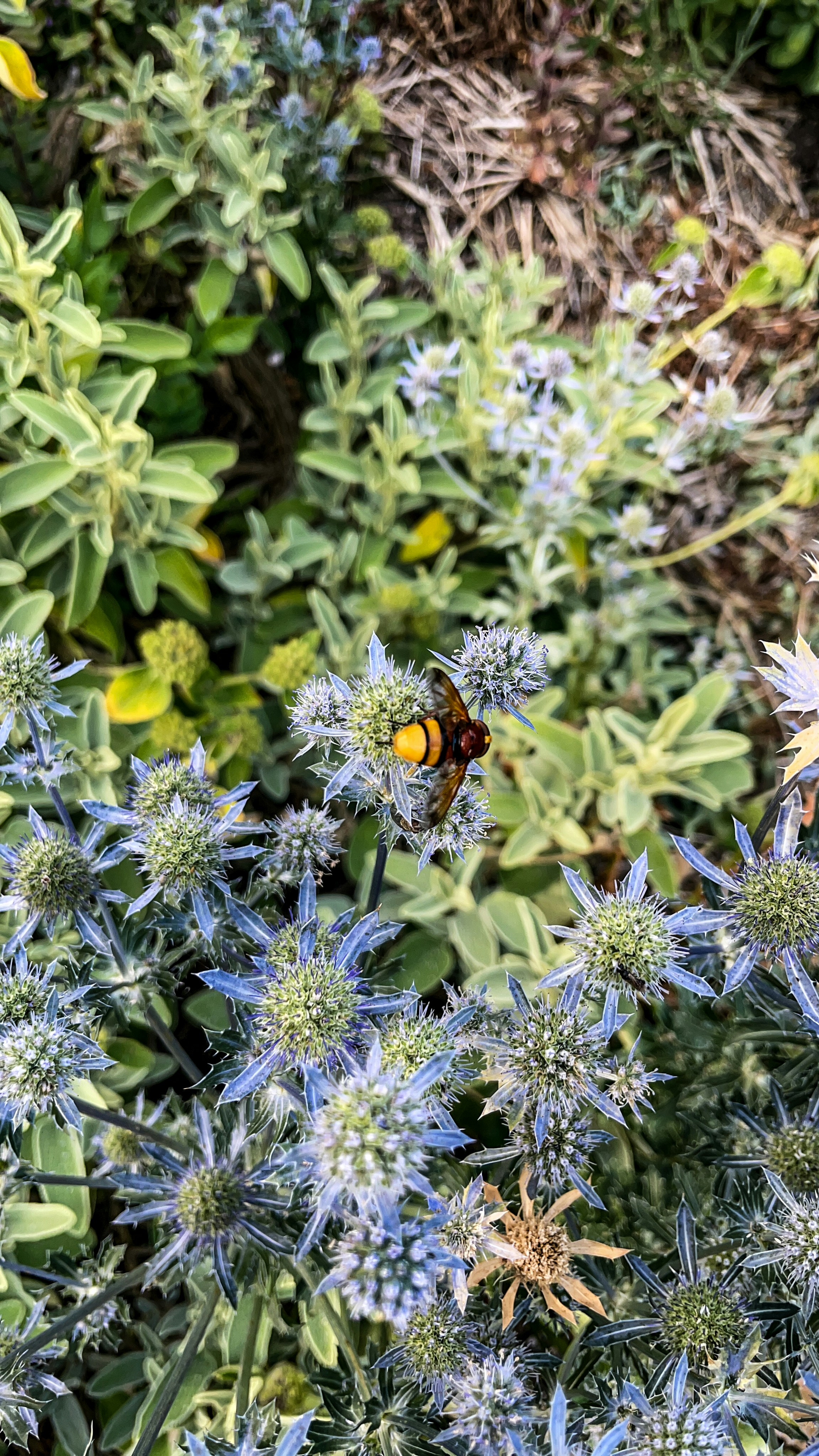 A bee pollinating blue spiky flowers amidst green foliage.