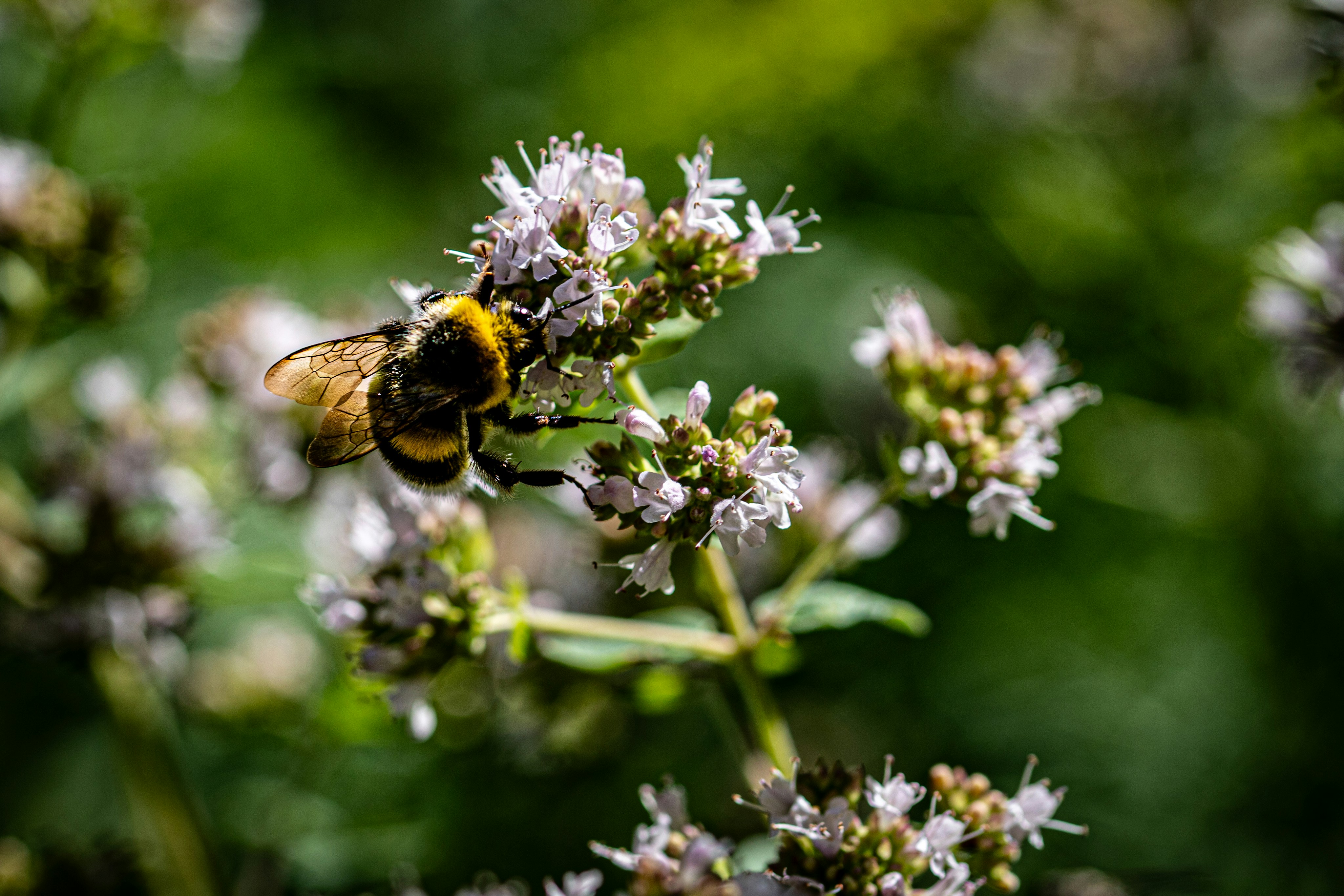 A bumblebee collecting nectar from small white flowers.