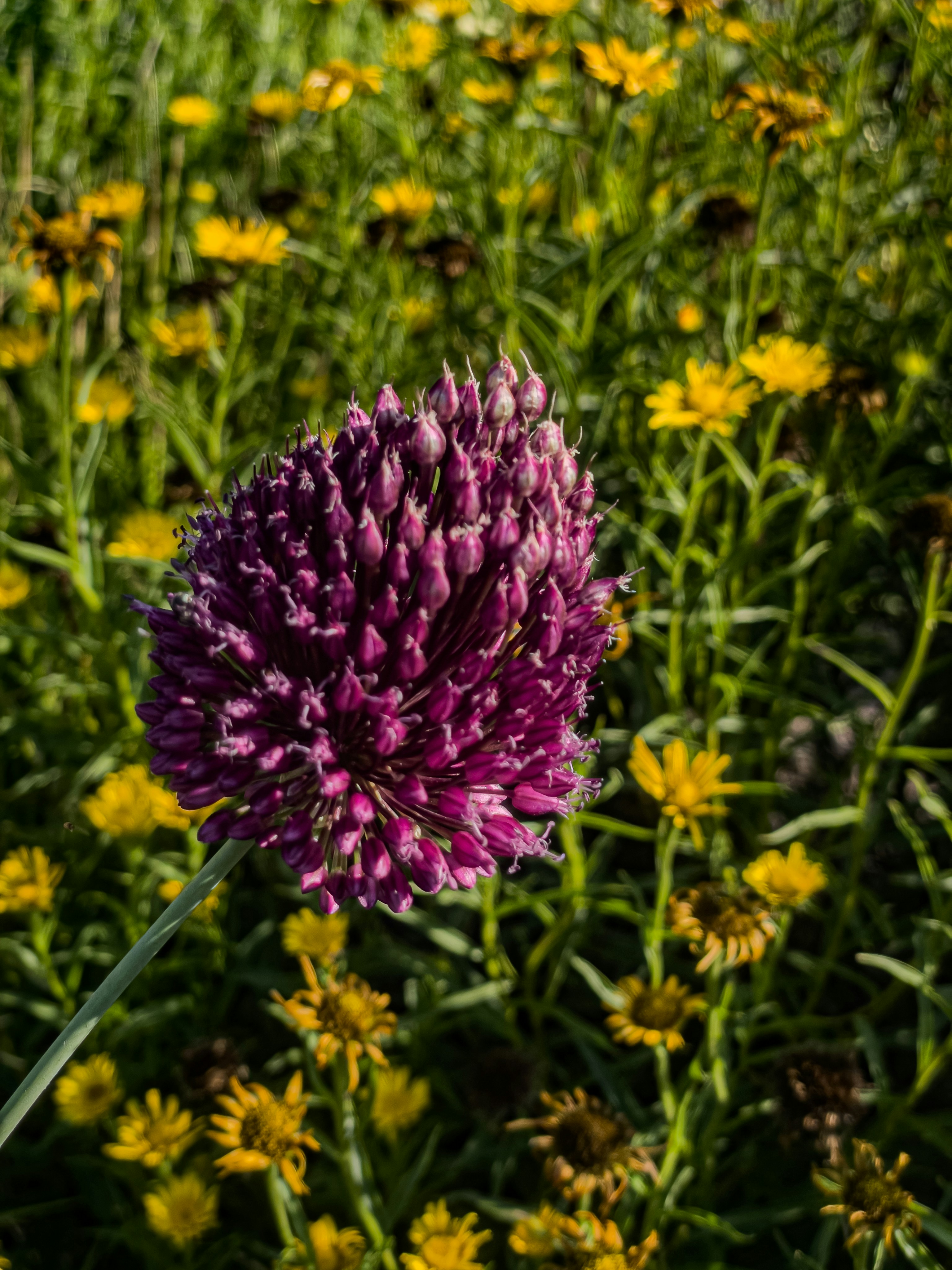 A vibrant purple allium flower stands out against yellow blossoms.