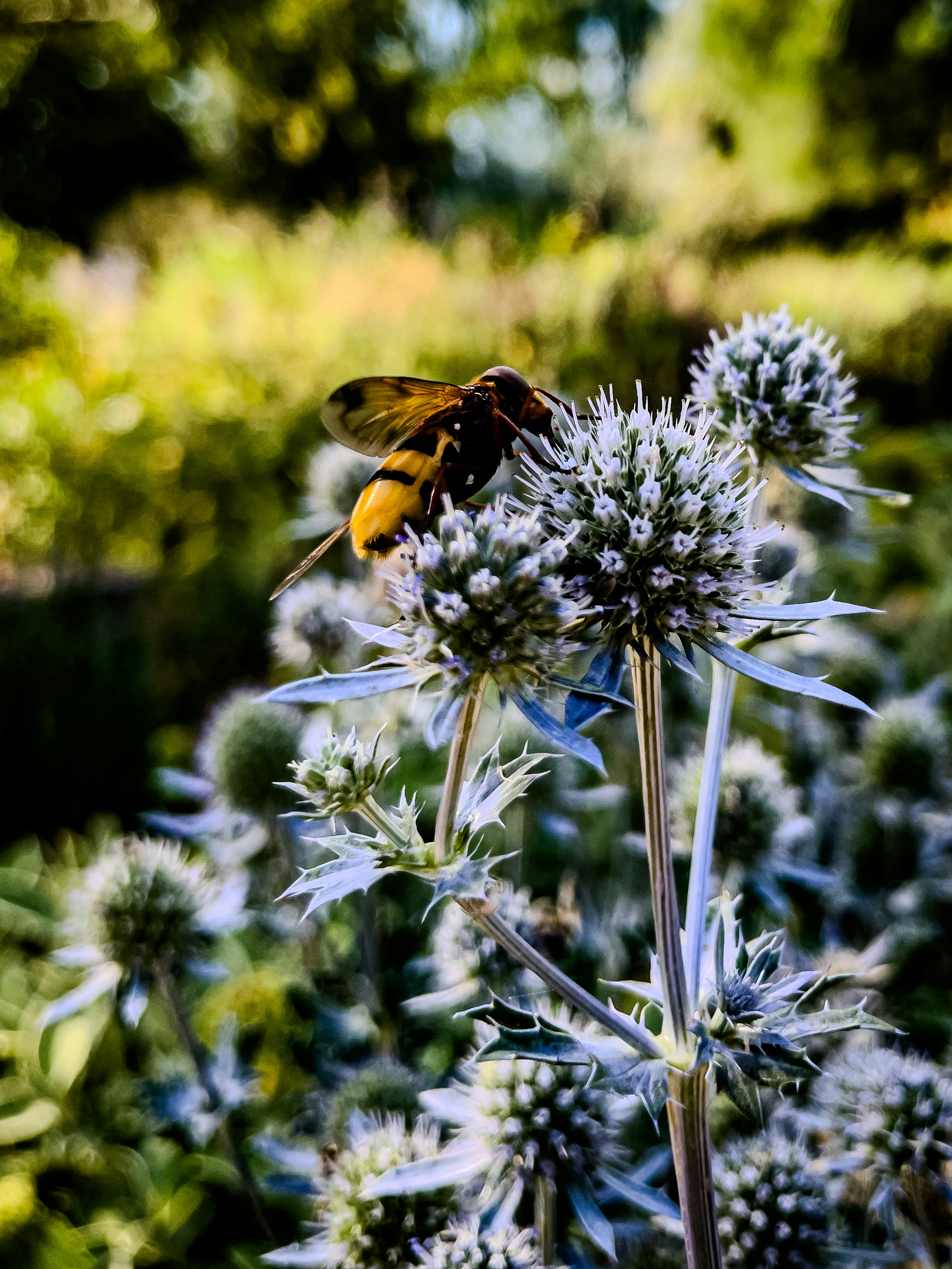 A bee pollinating a spiky blue flower.