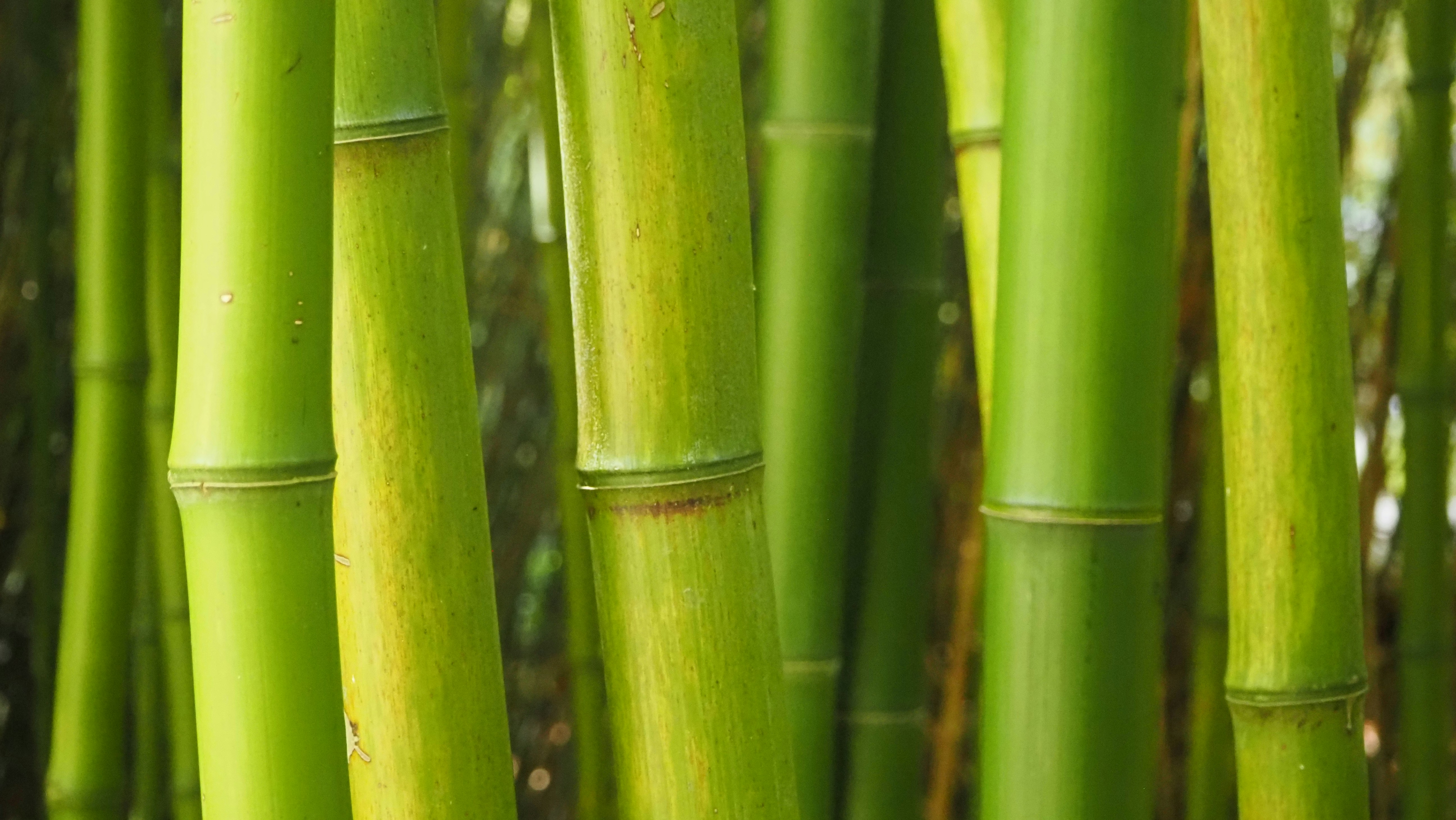 鮮やかな緑の竹の茎が密林に伸びている。