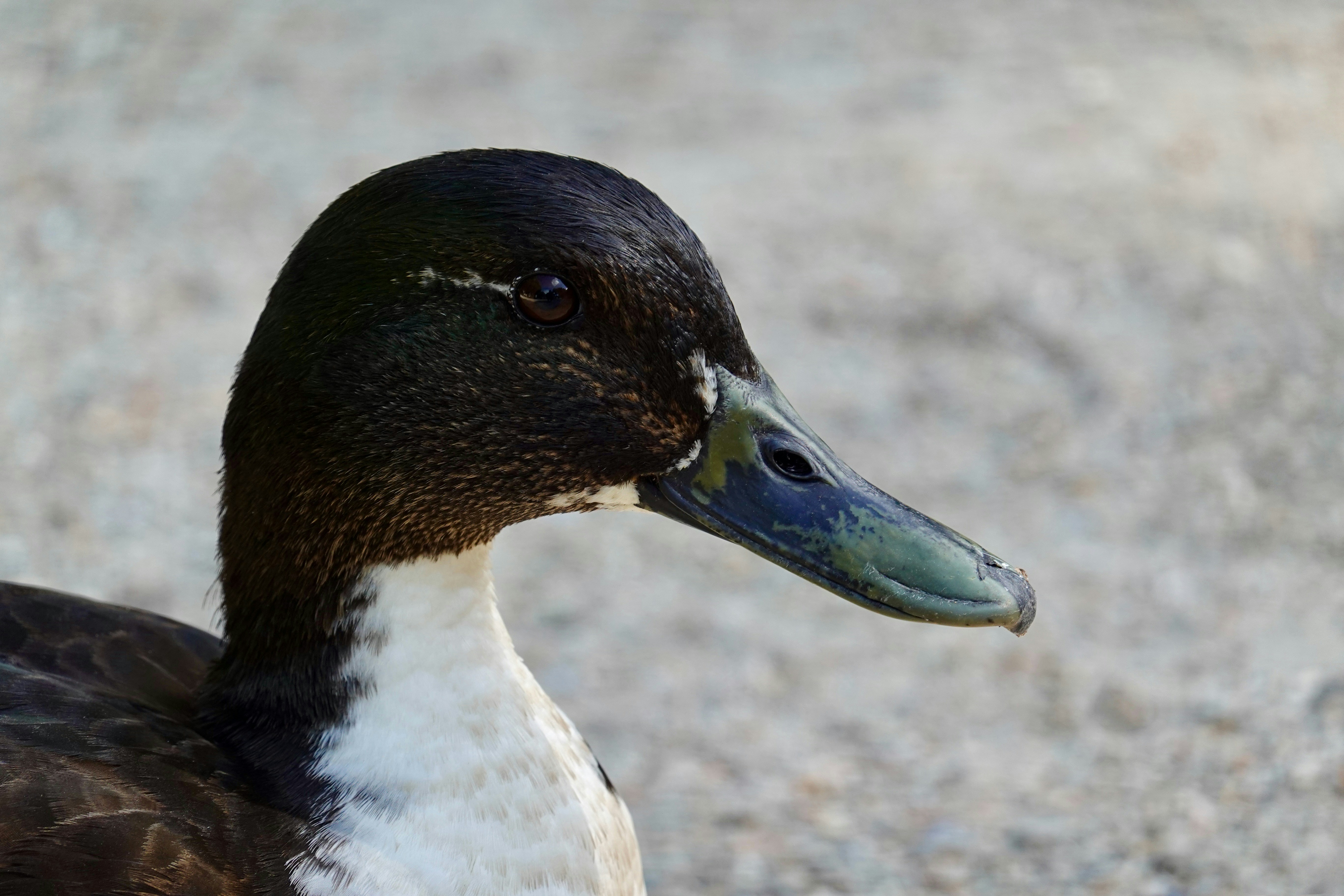Un'anatra dalla testa scura con un becco azzurro-verde intenso.