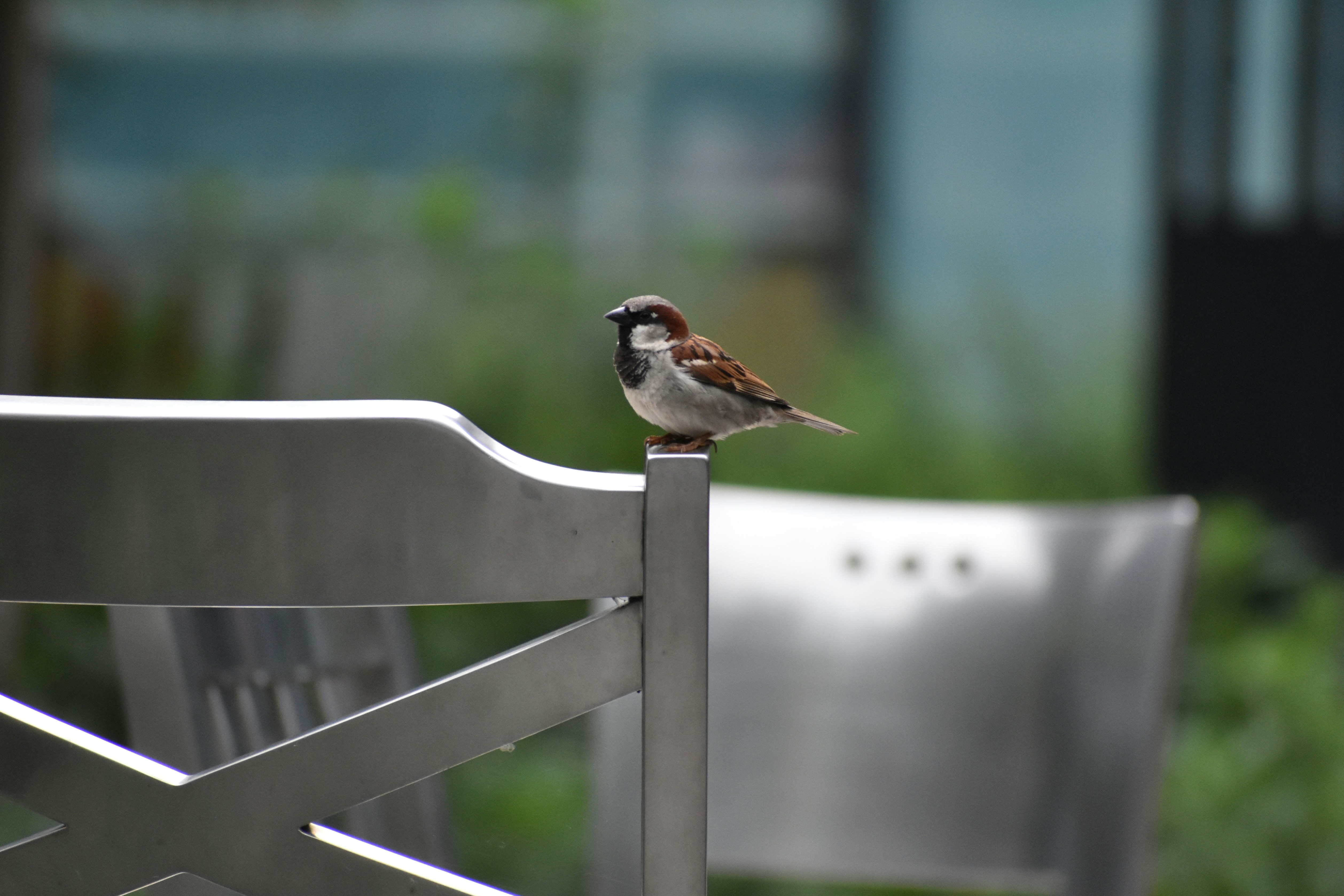 A sparrow perches on the back of a metal chair.