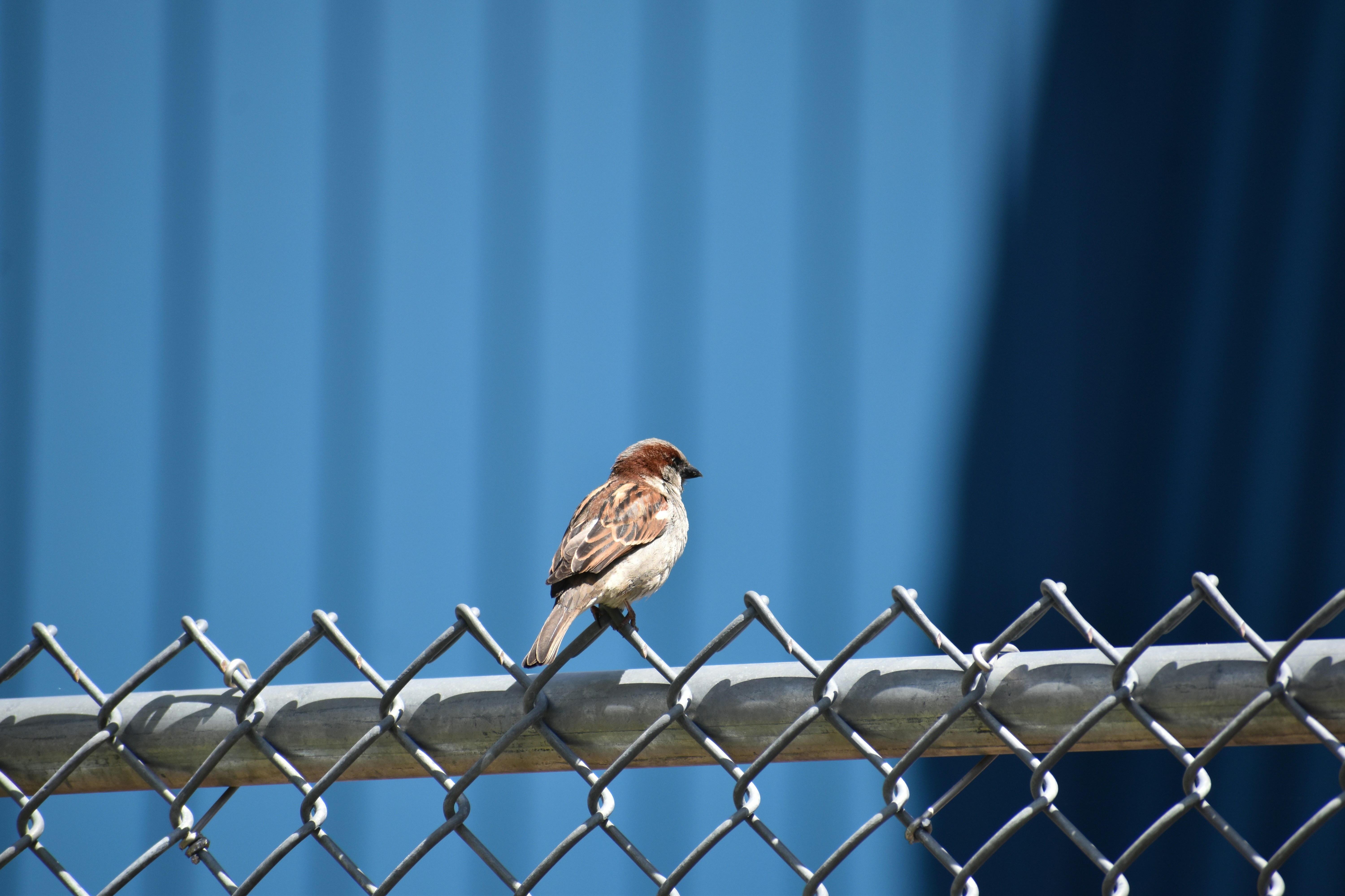 A bird sits on a fence with a blue background.