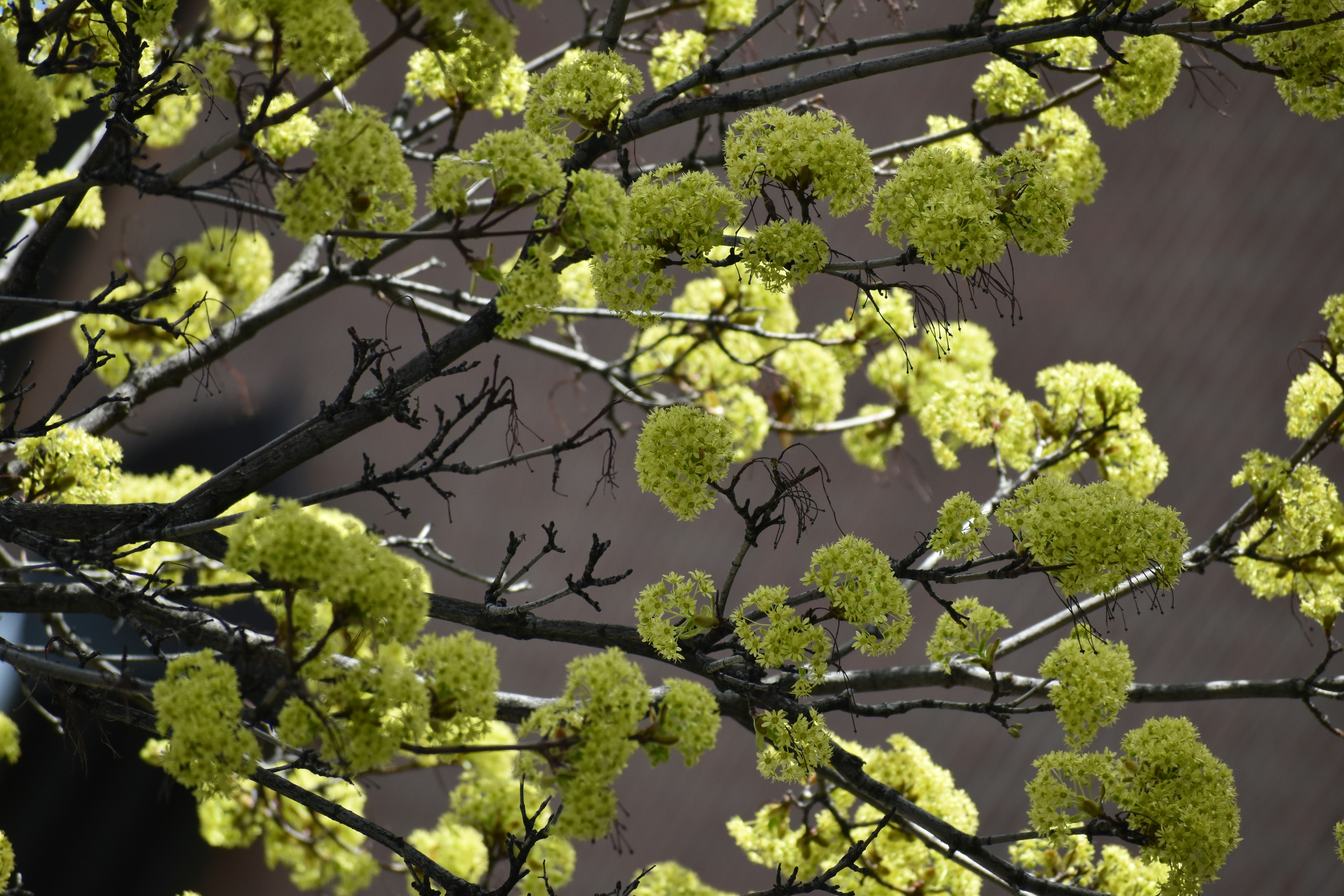 Tree branches with vibrant green new leaves or blossoms.