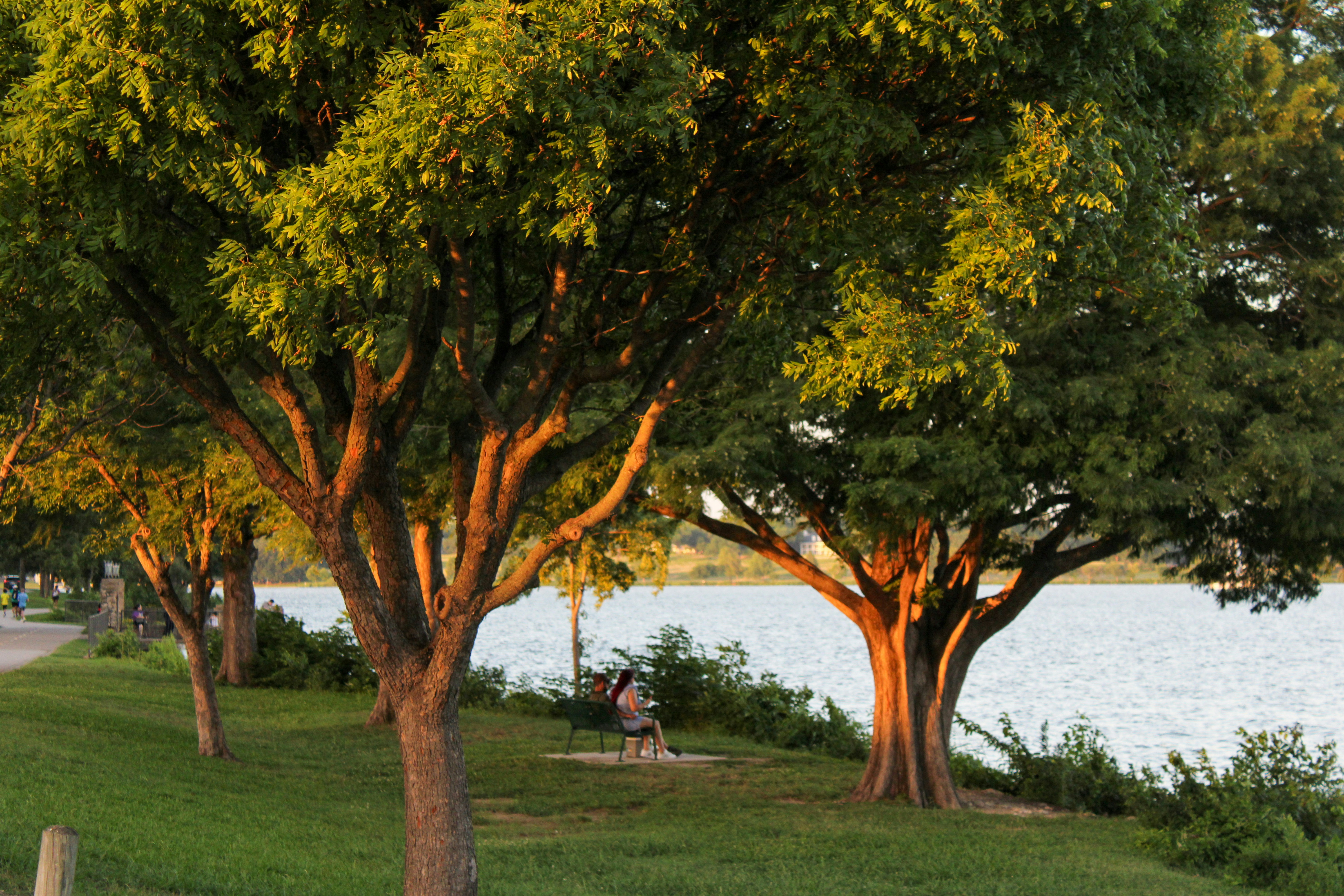 Person by a lake under sunlit trees