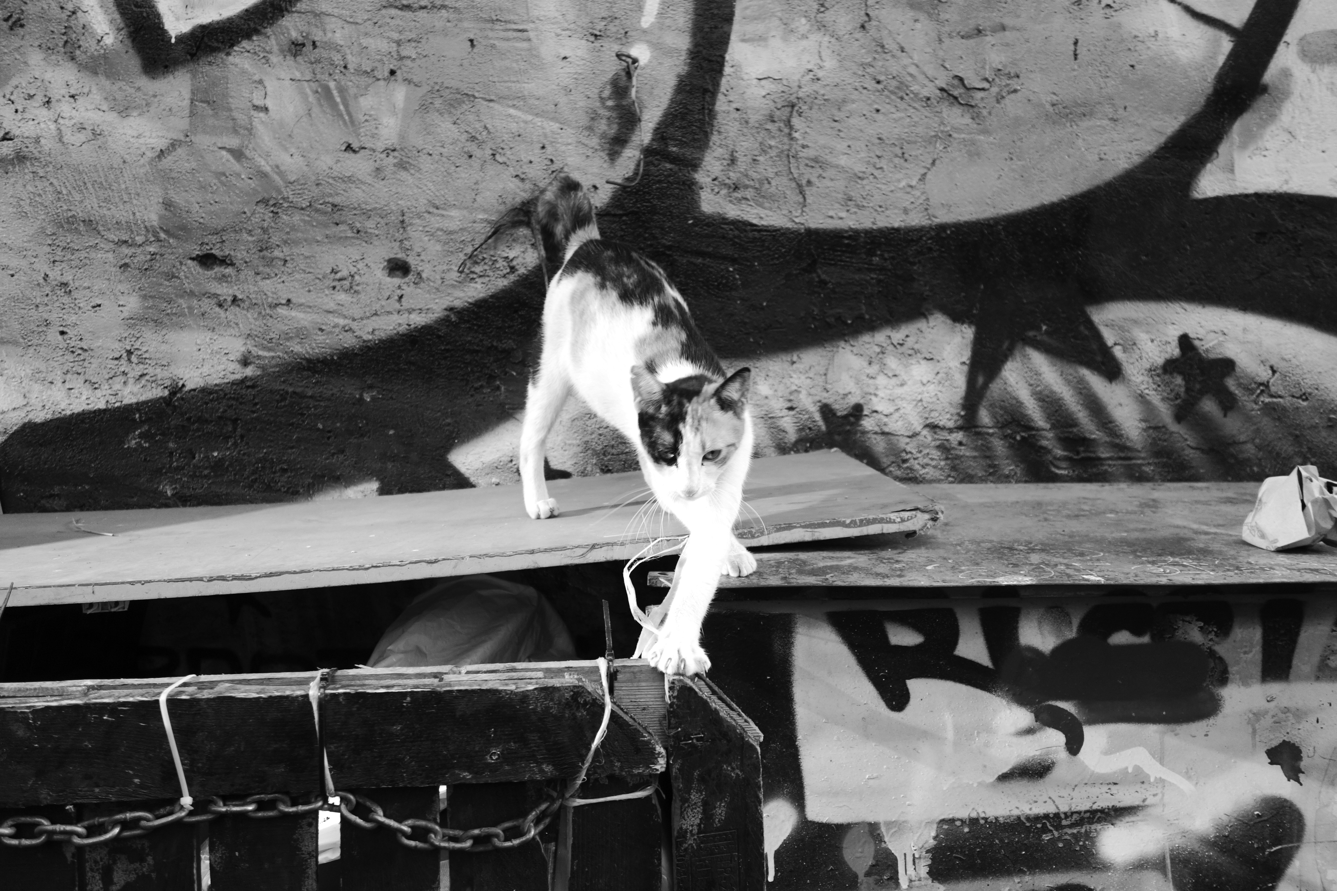 Cat walking on a ledge near a graffiti-covered wall.