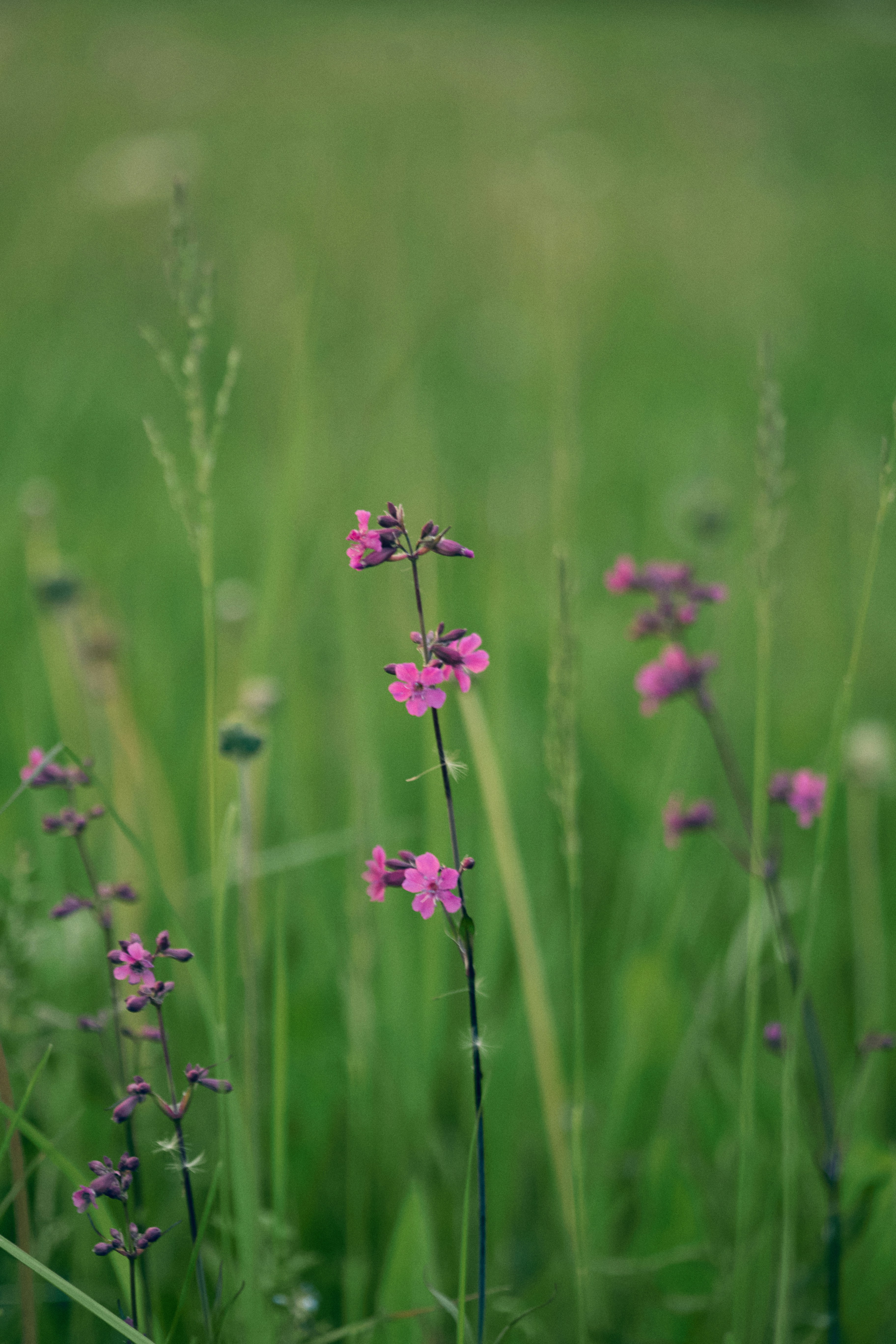 Fiori selvatici rosa che sbocciano in un campo verde vibrante.