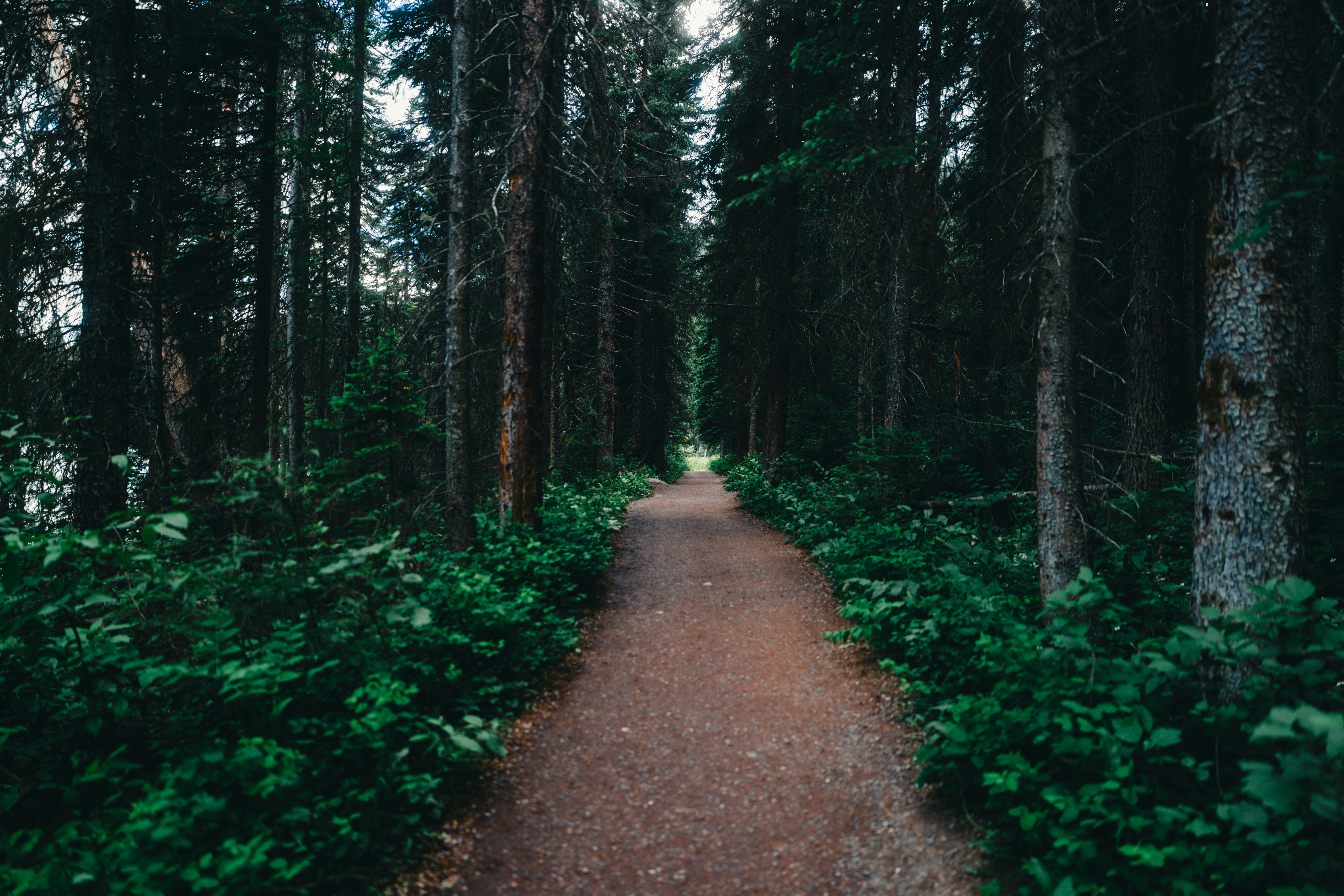 A narrow dirt path winds through a dense evergreen forest.