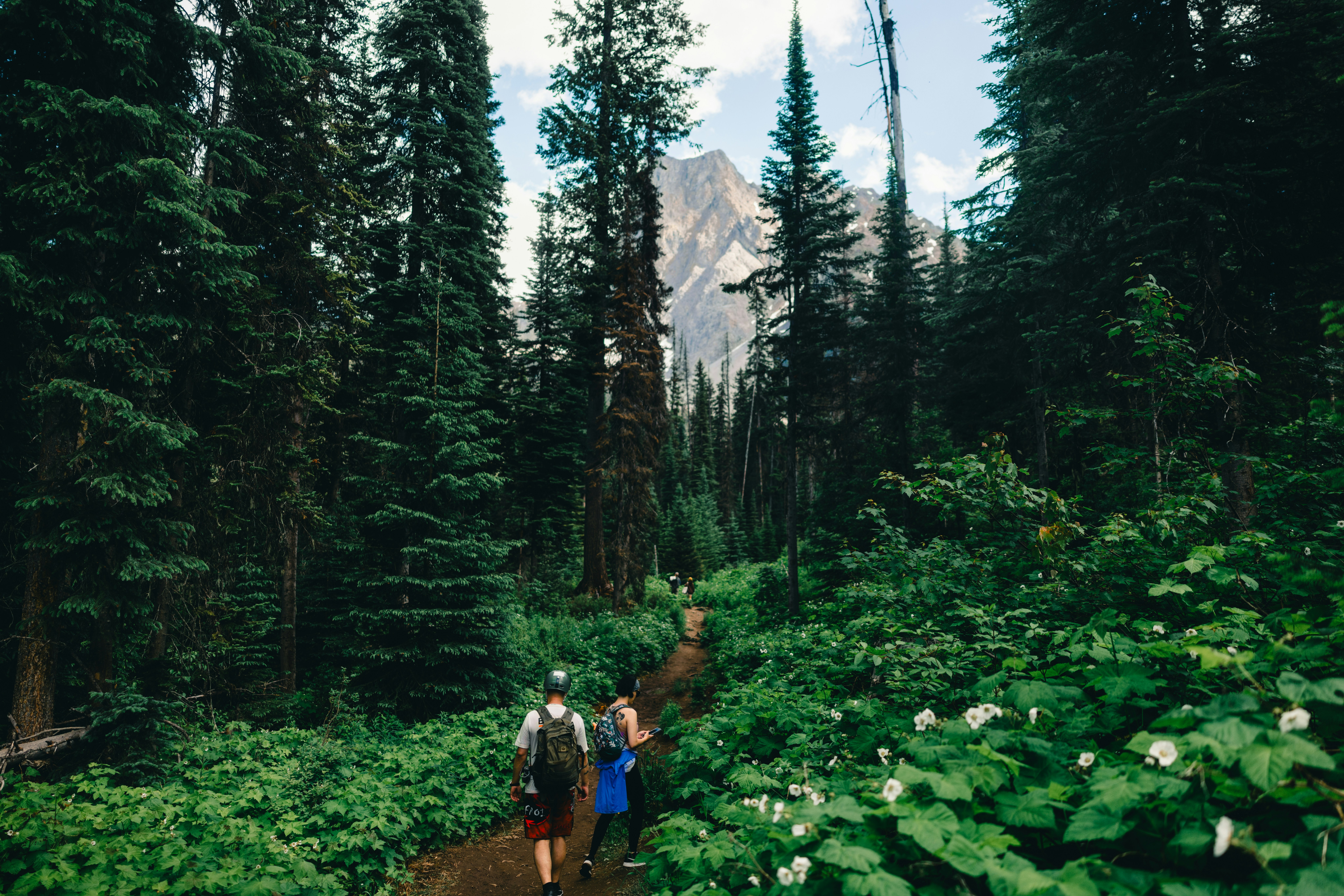 People hiking a forest trail towards a distant mountain.