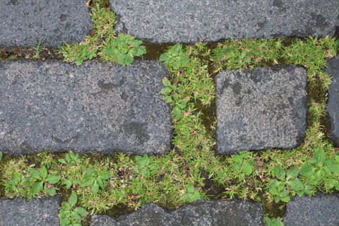 residential weedkill cardiff