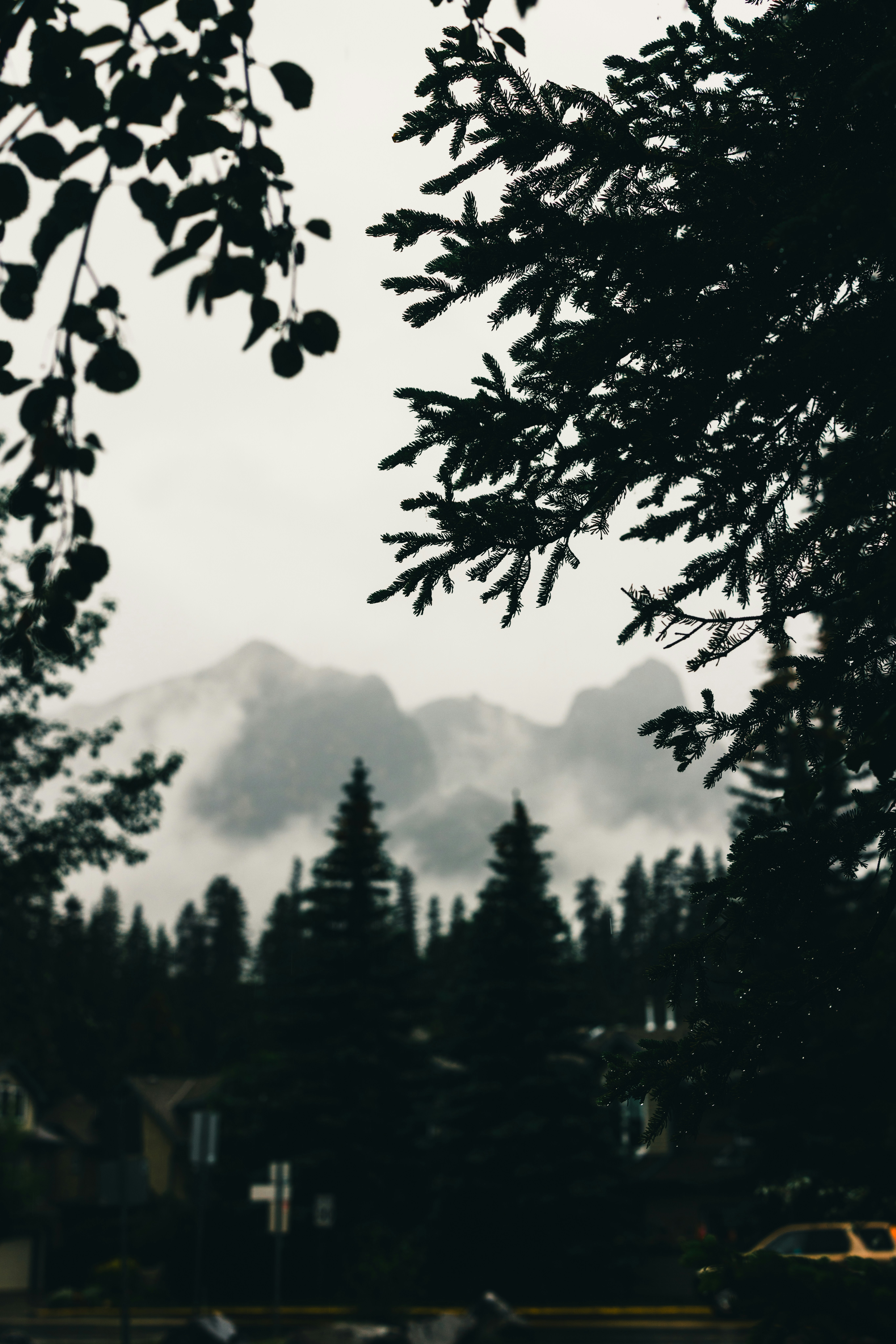 Silhouetted trees frame misty mountains and a dense forest.